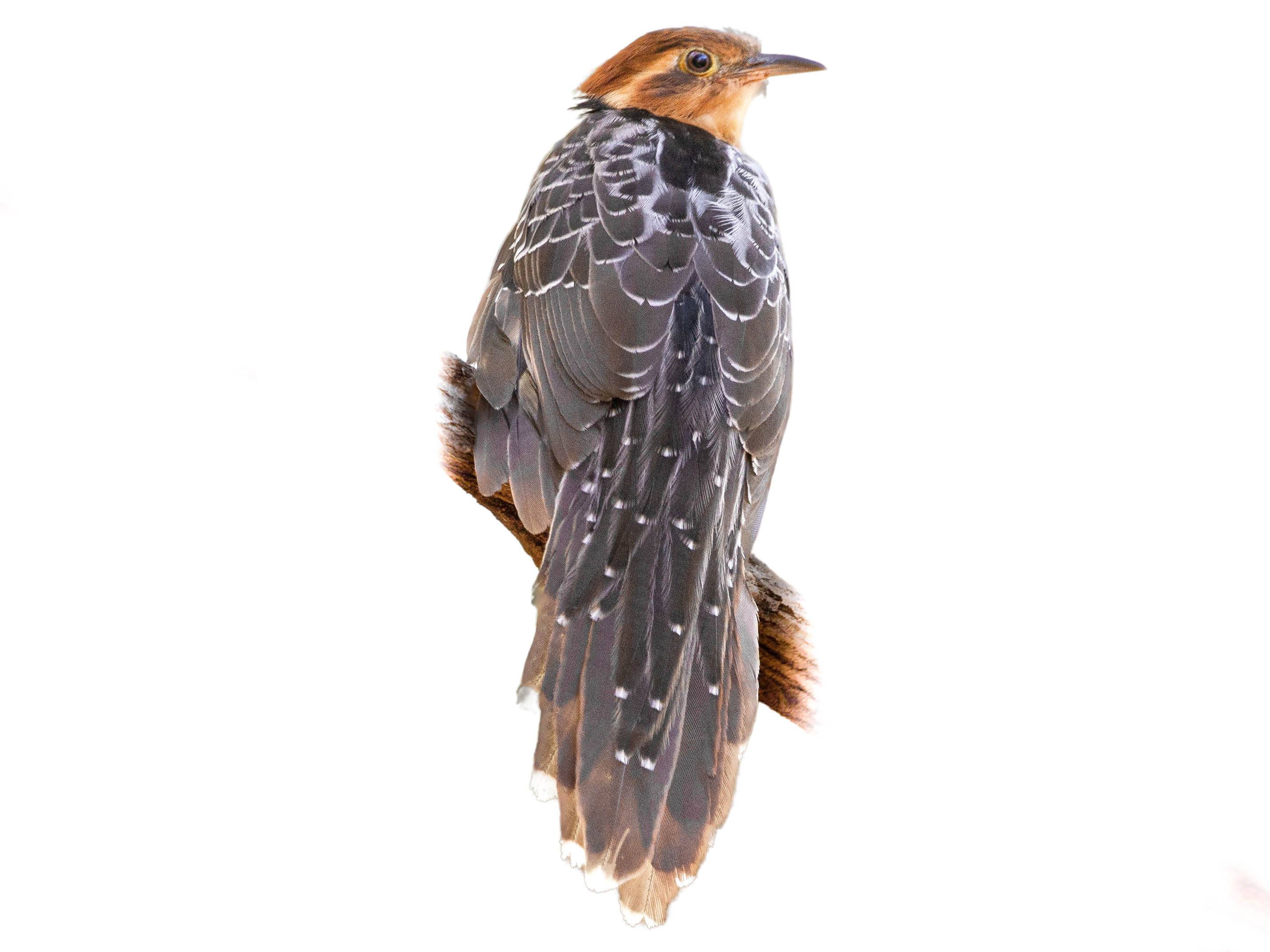 A photo of a Pavonine Cuckoo (Dromococcyx pavoninus)