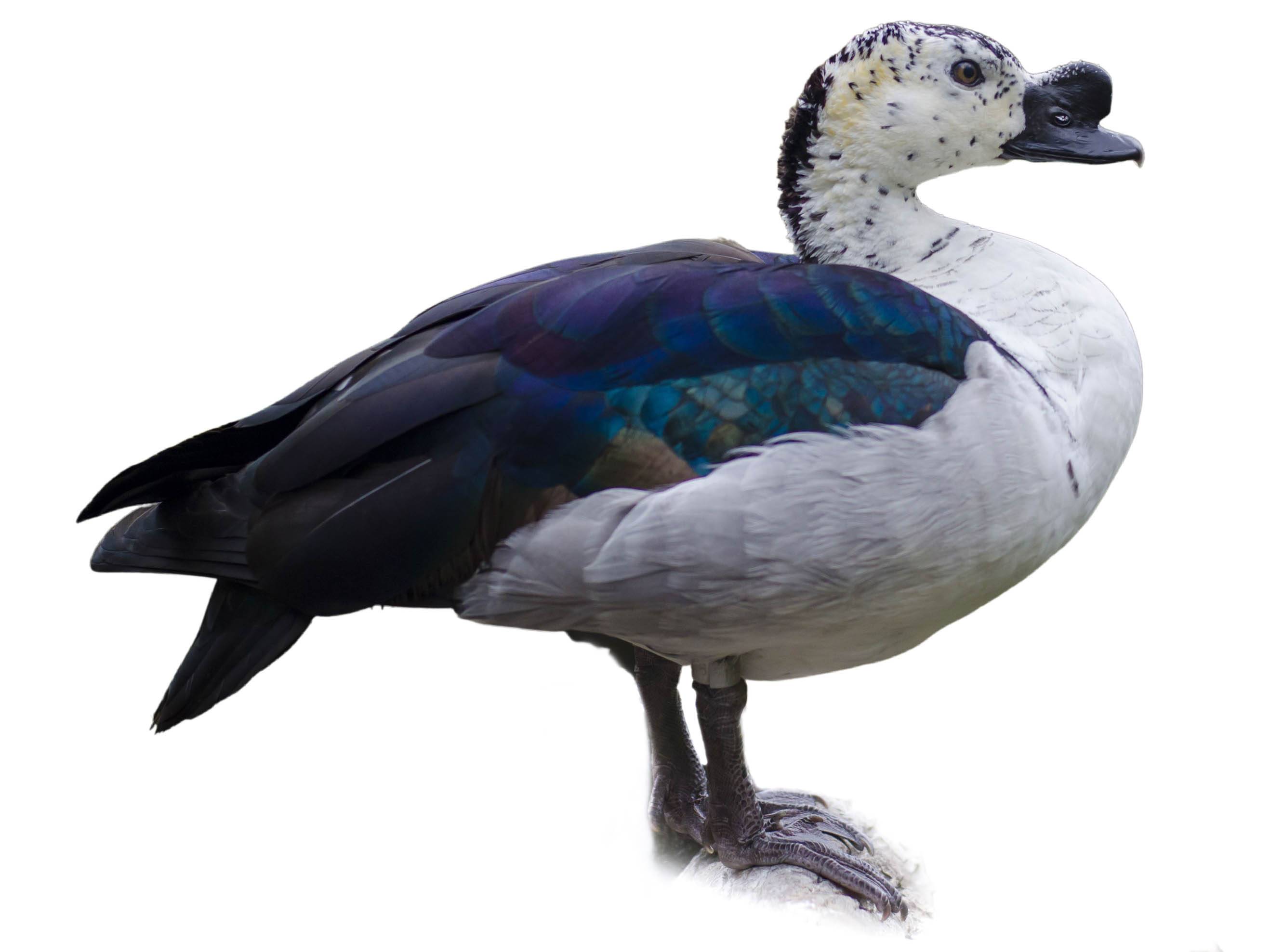 A photo of a Knob-billed Duck (Sarkidiornis melanotos), male