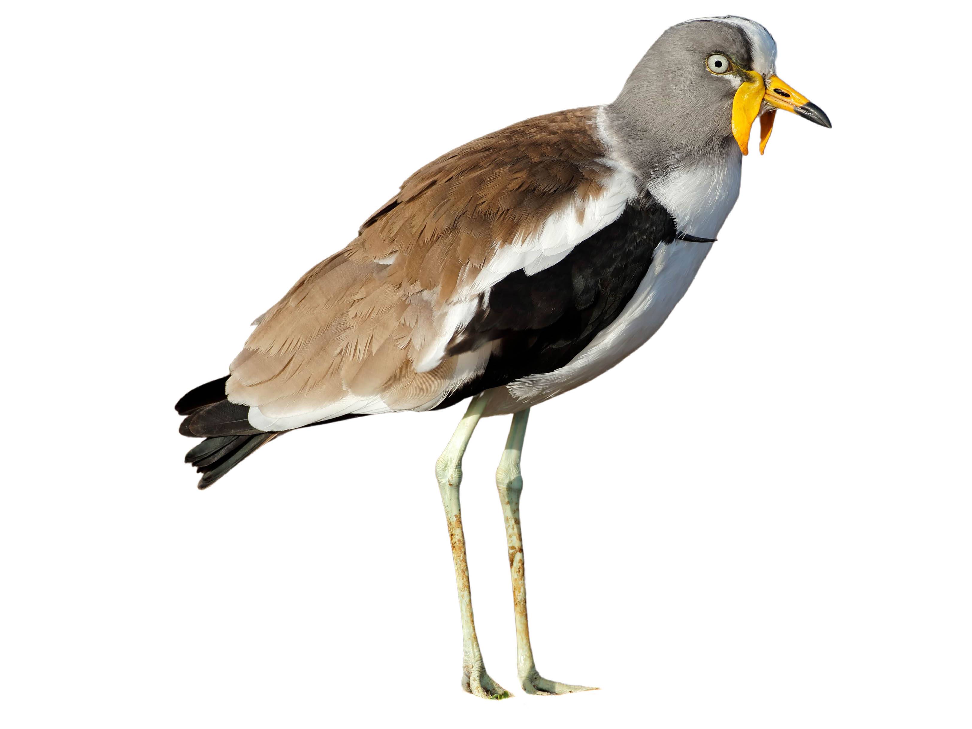 A photo of a White-crowned Lapwing (Vanellus albiceps)