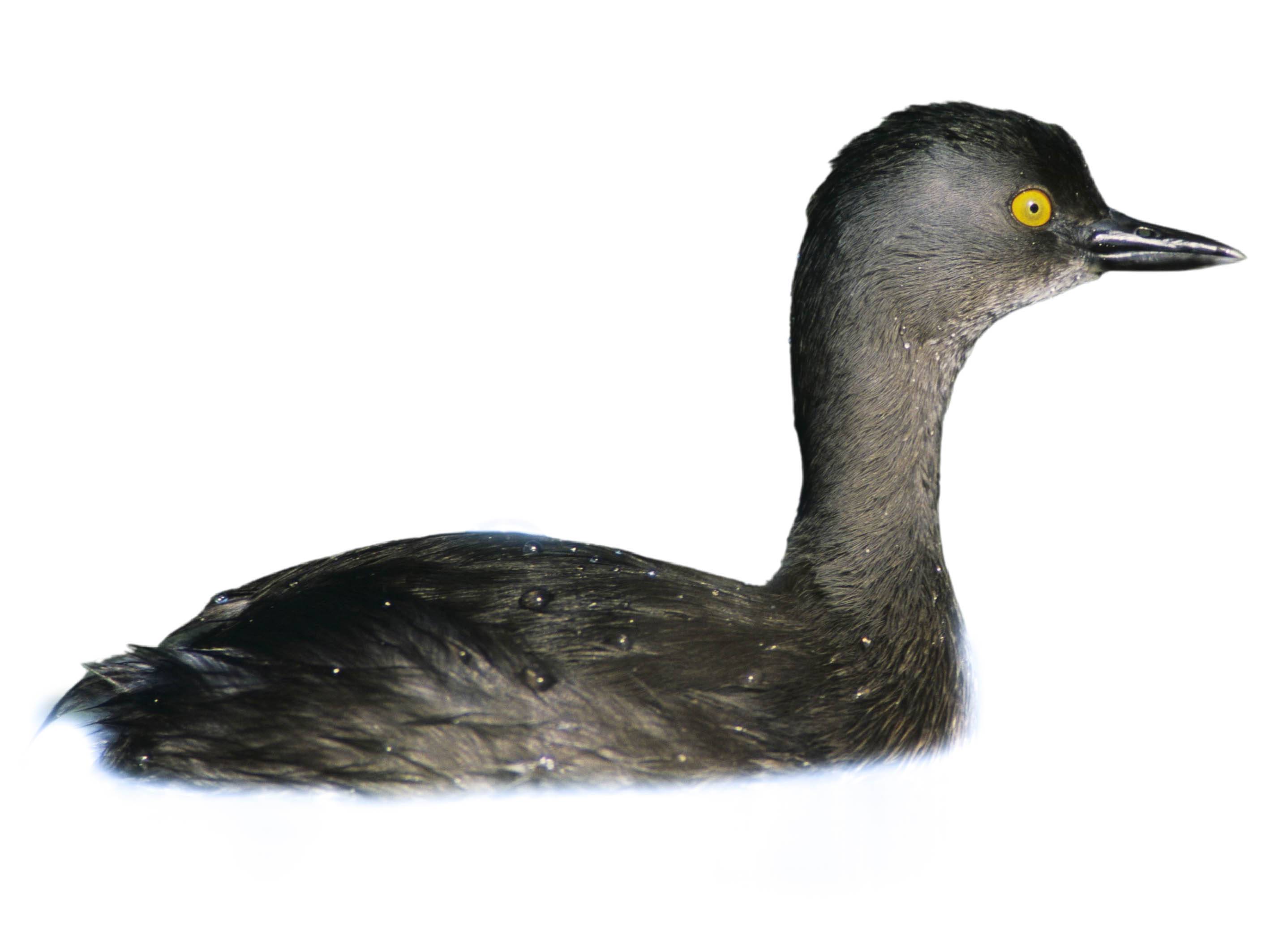 A photo of a Least Grebe (Tachybaptus dominicus)