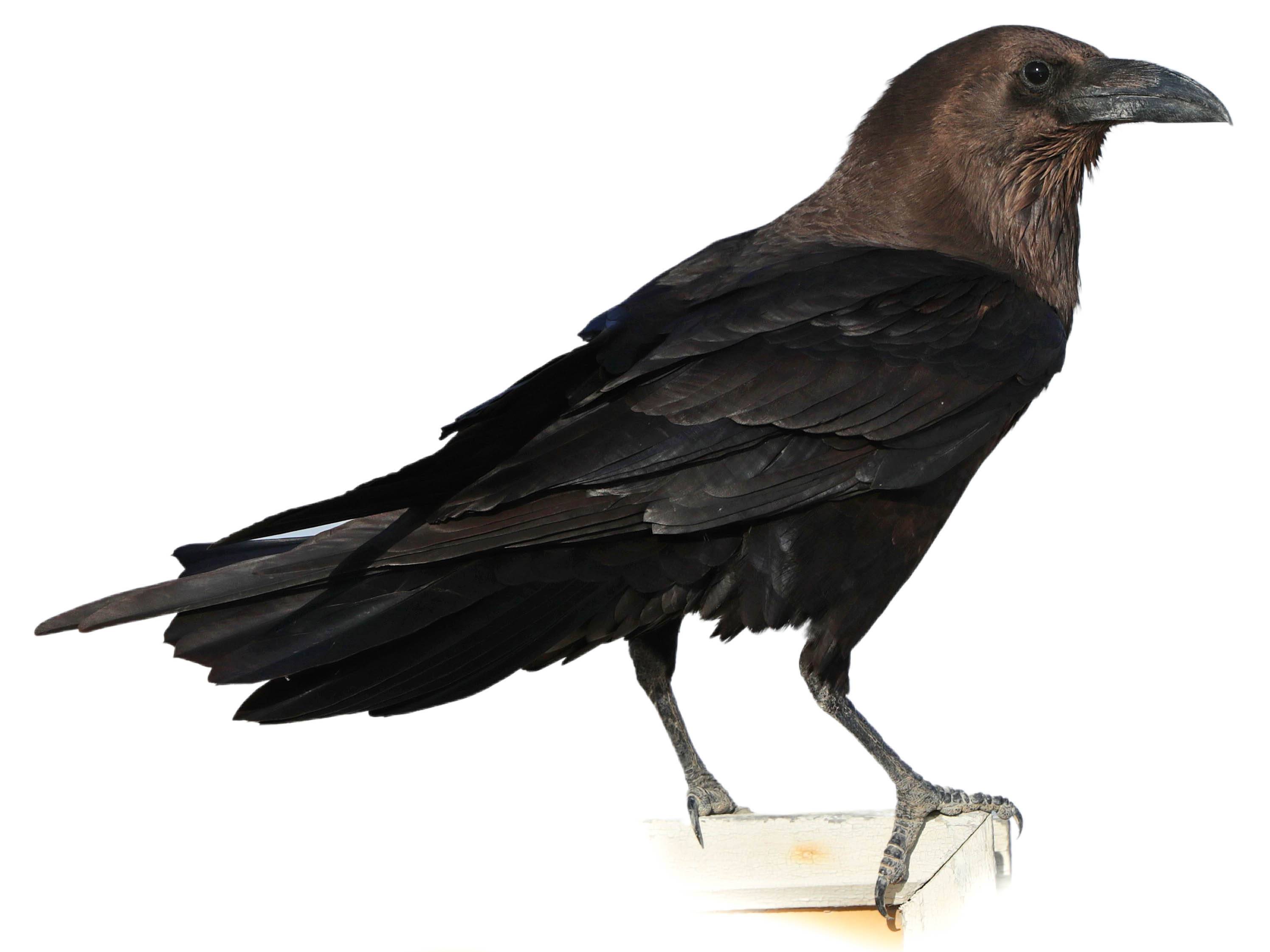 A photo of a Brown-necked Raven (Corvus ruficollis)