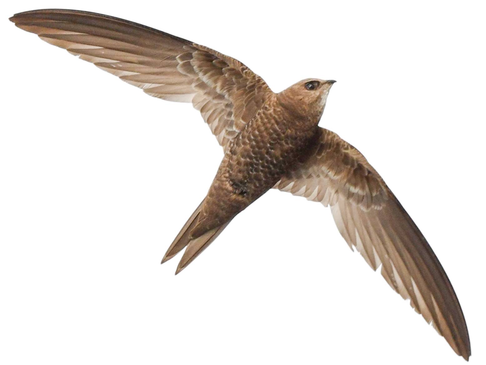A photo of a Pallid Swift (Apus pallidus)