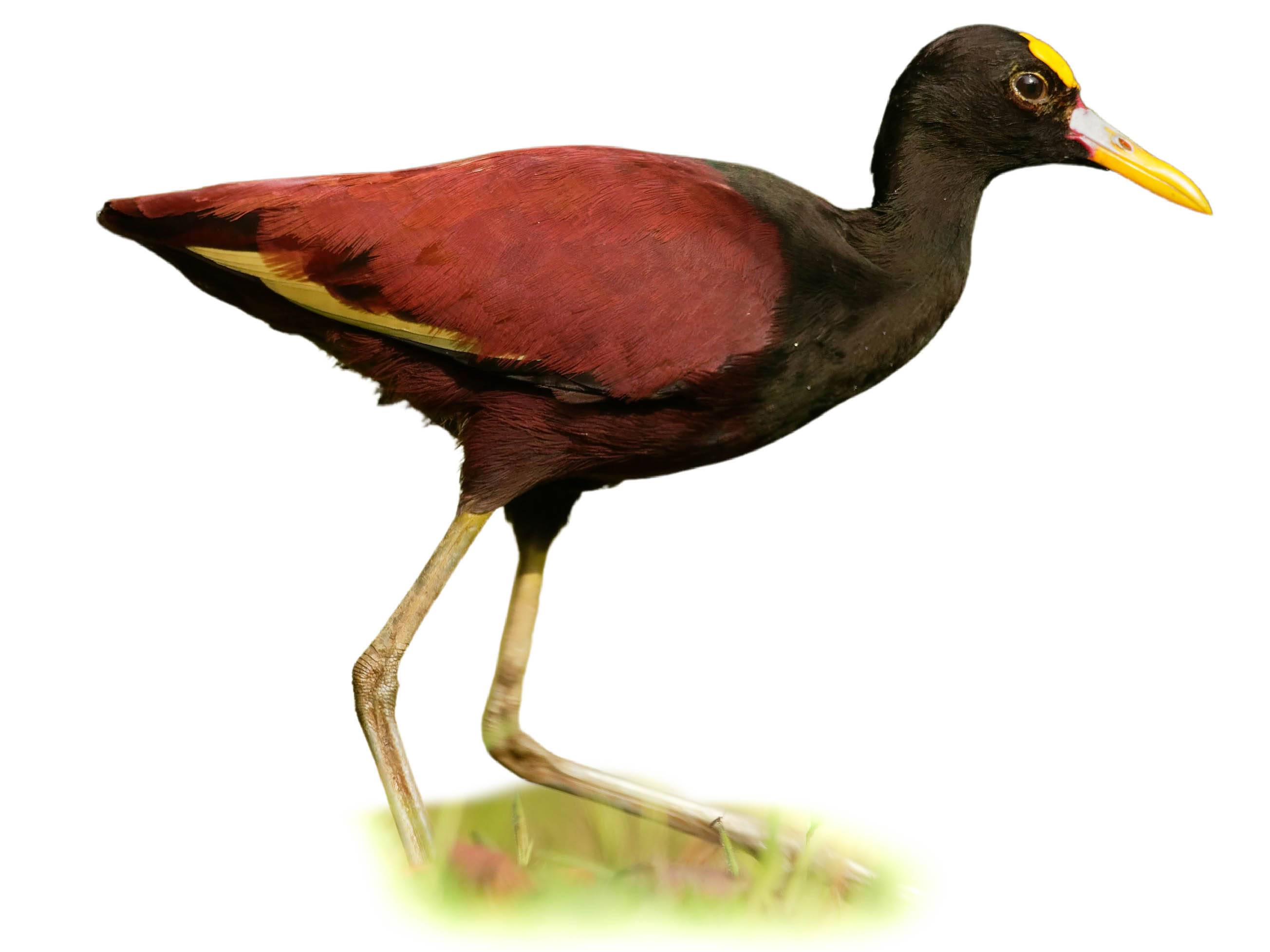 A photo of a Northern Jacana (Jacana spinosa)