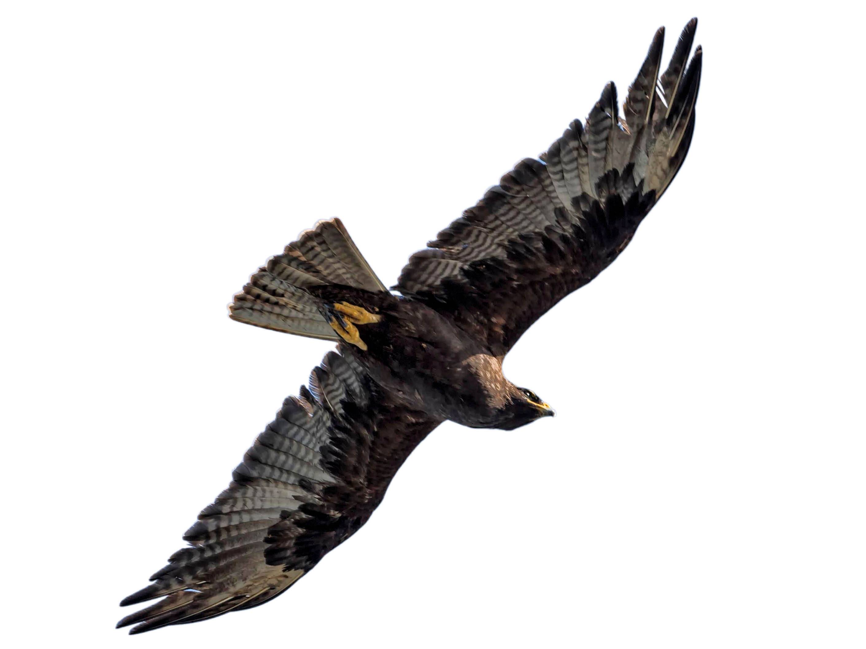 A photo of a Galapagos Hawk (Buteo galapagoensis)