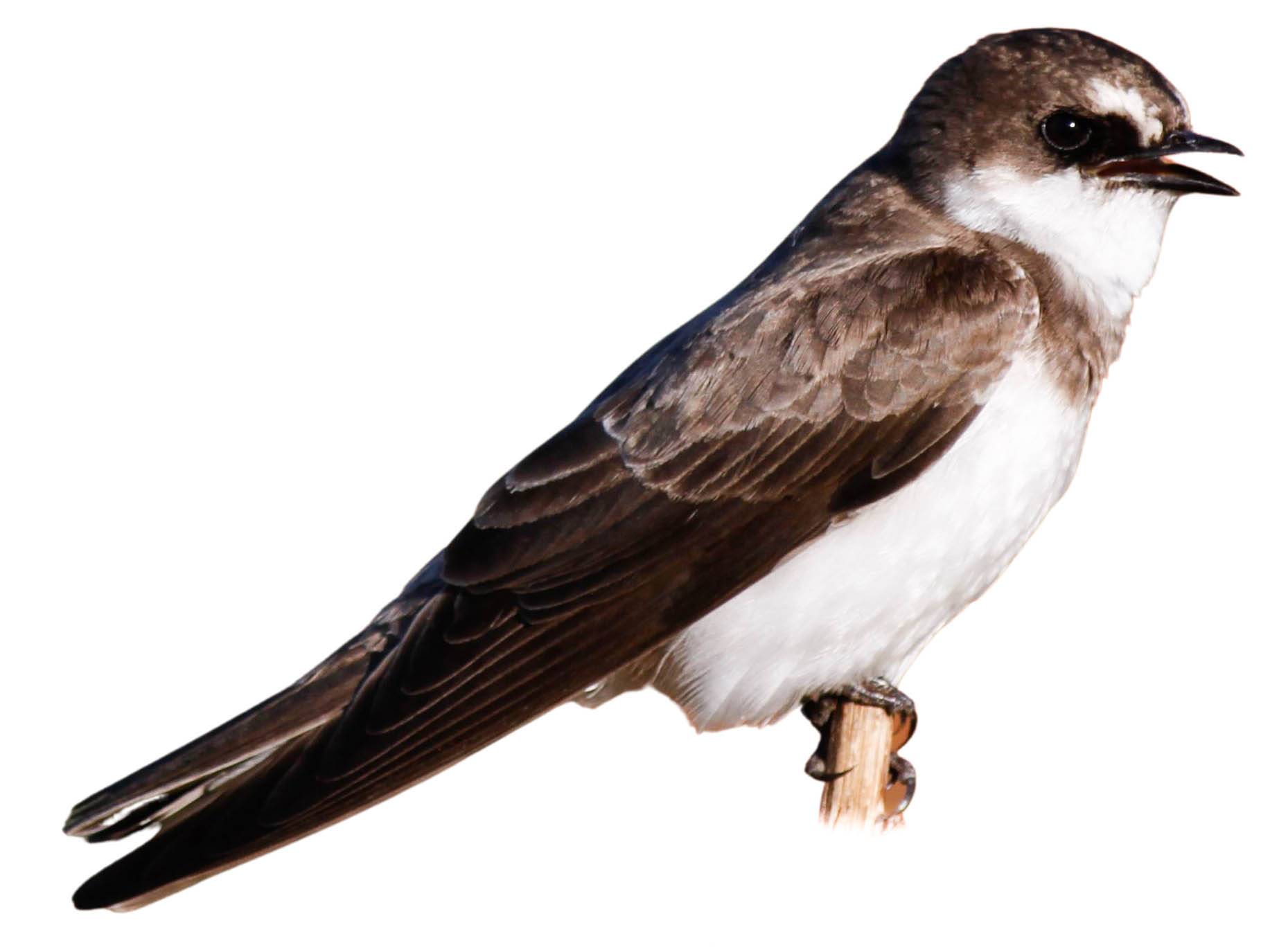 A photo of a Banded Martin (Neophedina cincta)