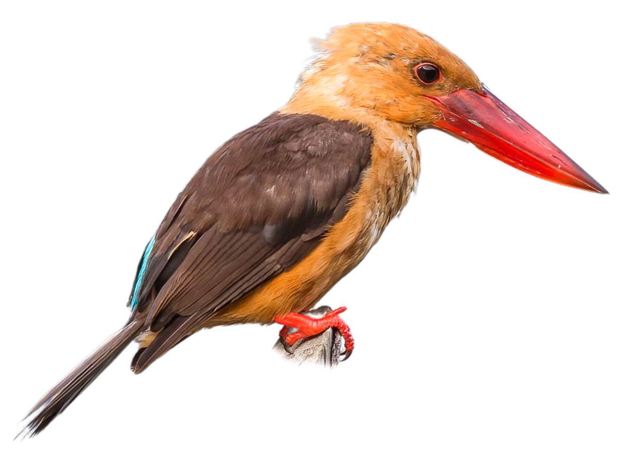 A photo of a Brown-winged Kingfisher (Pelargopsis amauroptera)