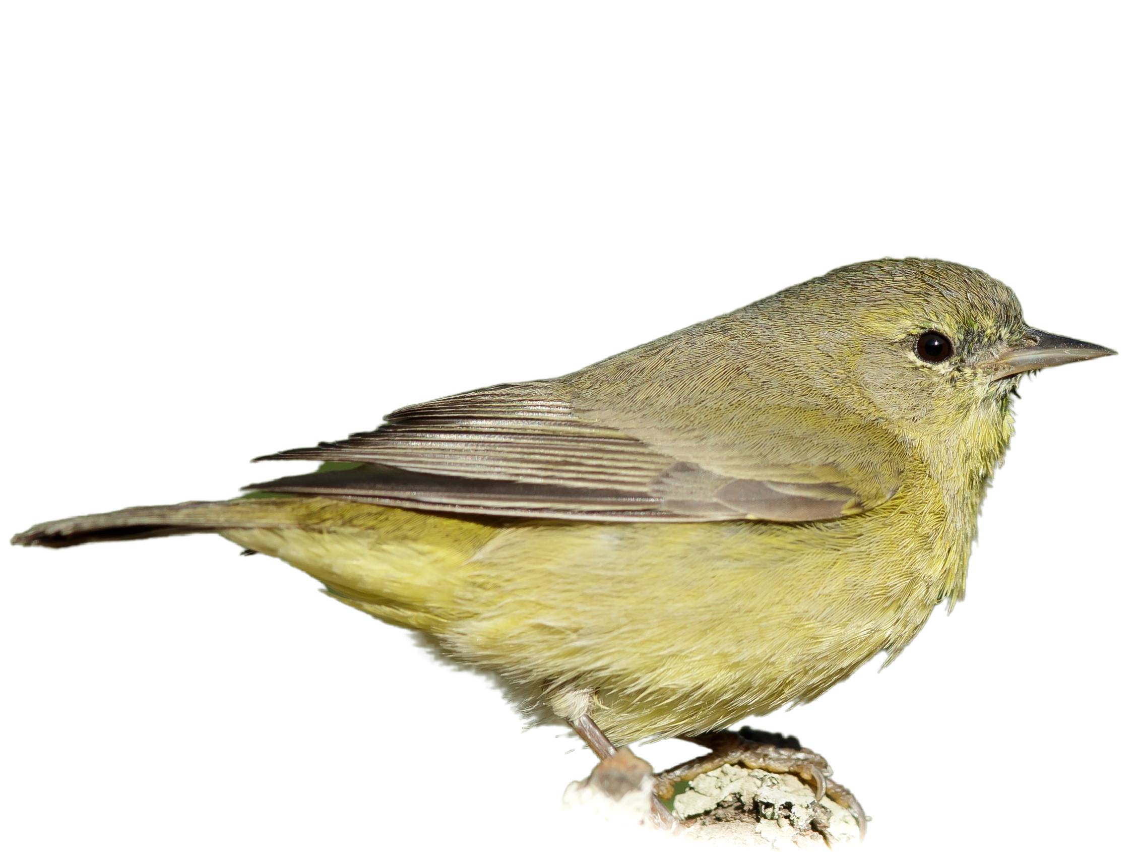 A photo of a Orange-crowned Warbler (Leiothlypis celata)