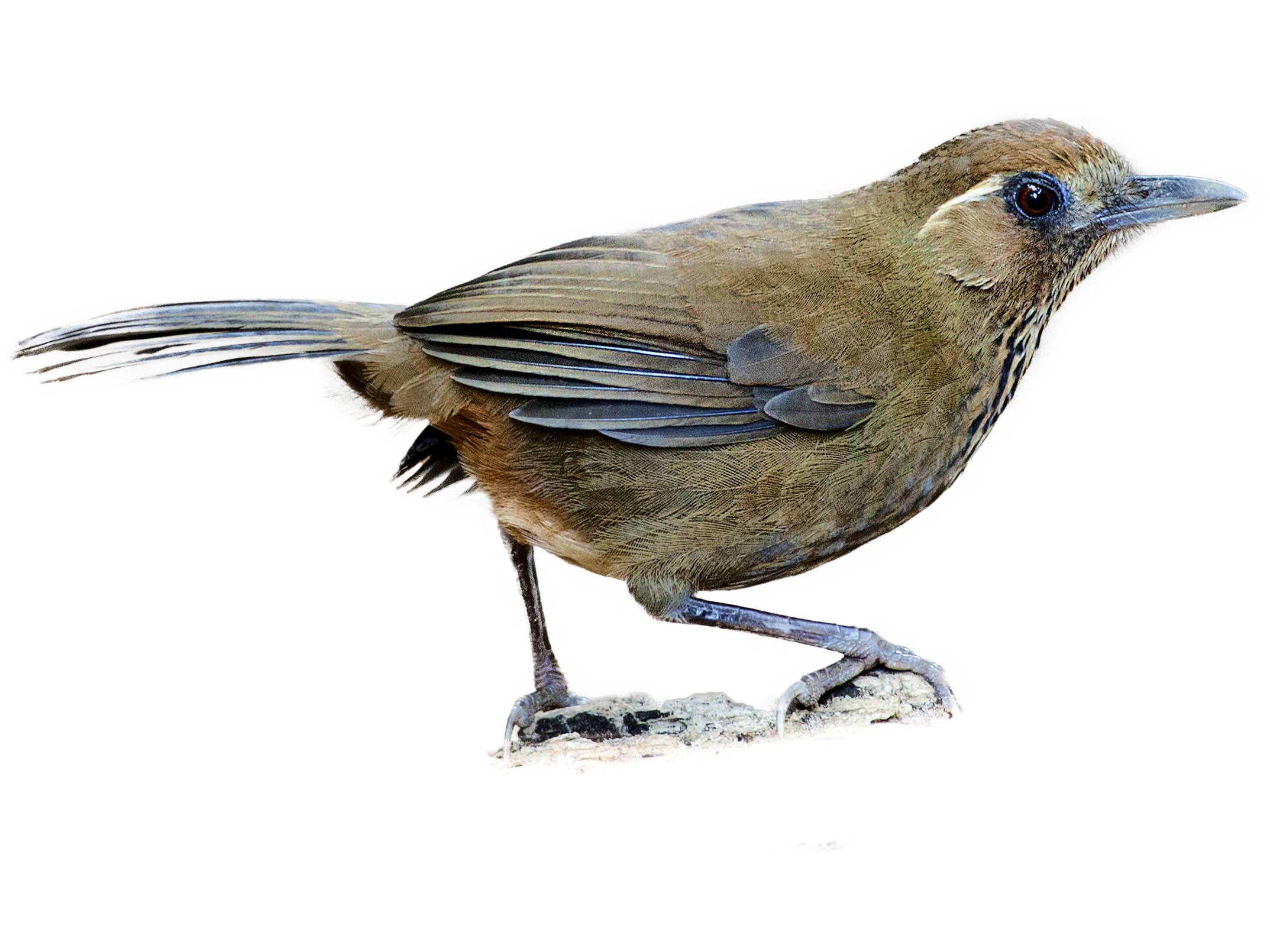 A photo of a Spot-breasted Laughingthrush (Garrulax merulinus)