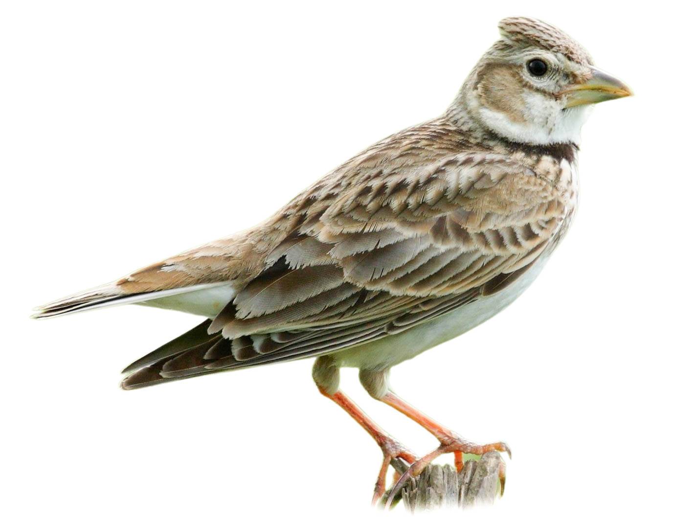 A photo of a Calandra Lark (Melanocorypha calandra)