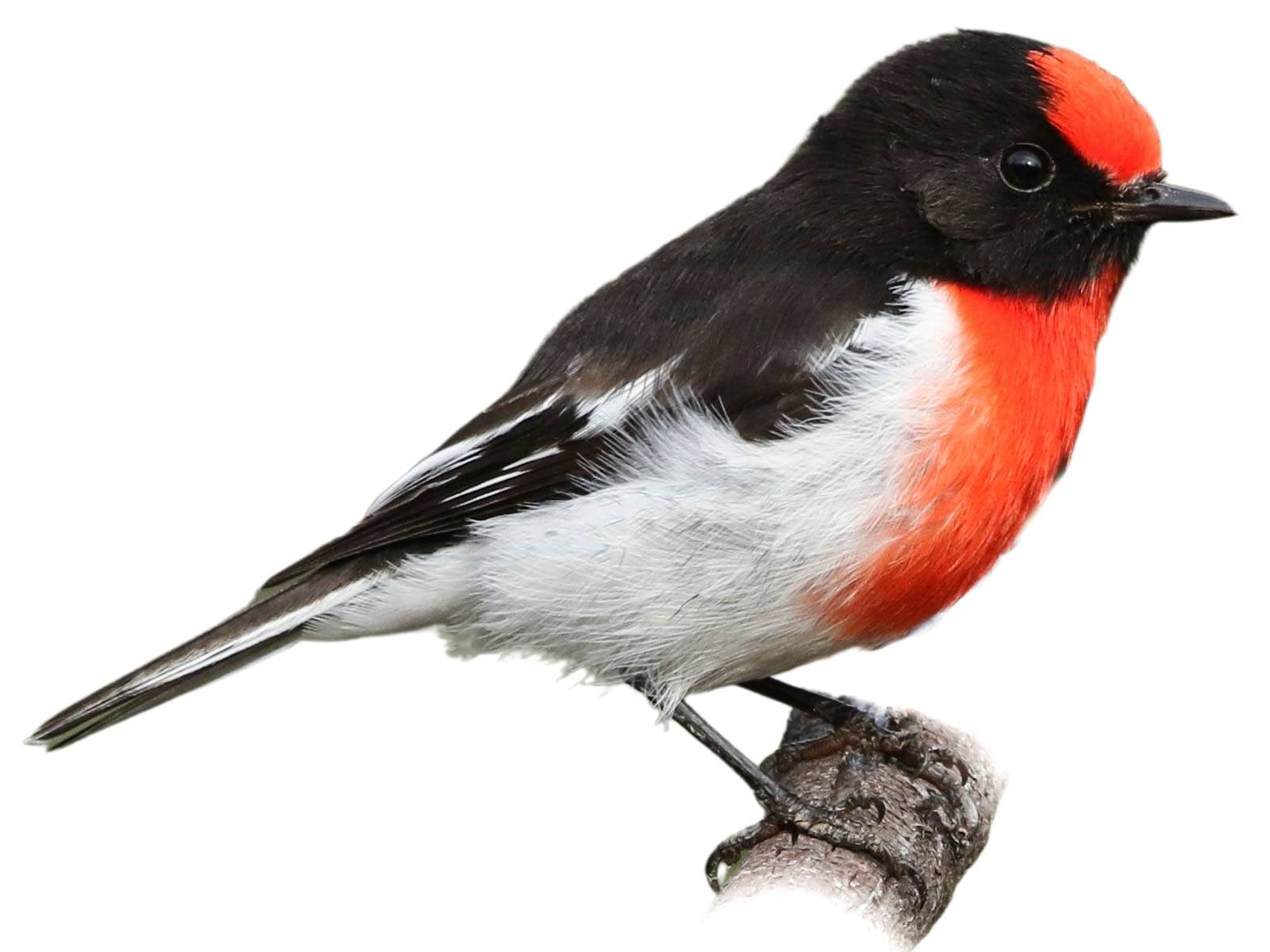 A photo of a Red-capped Robin (Petroica goodenovii), male