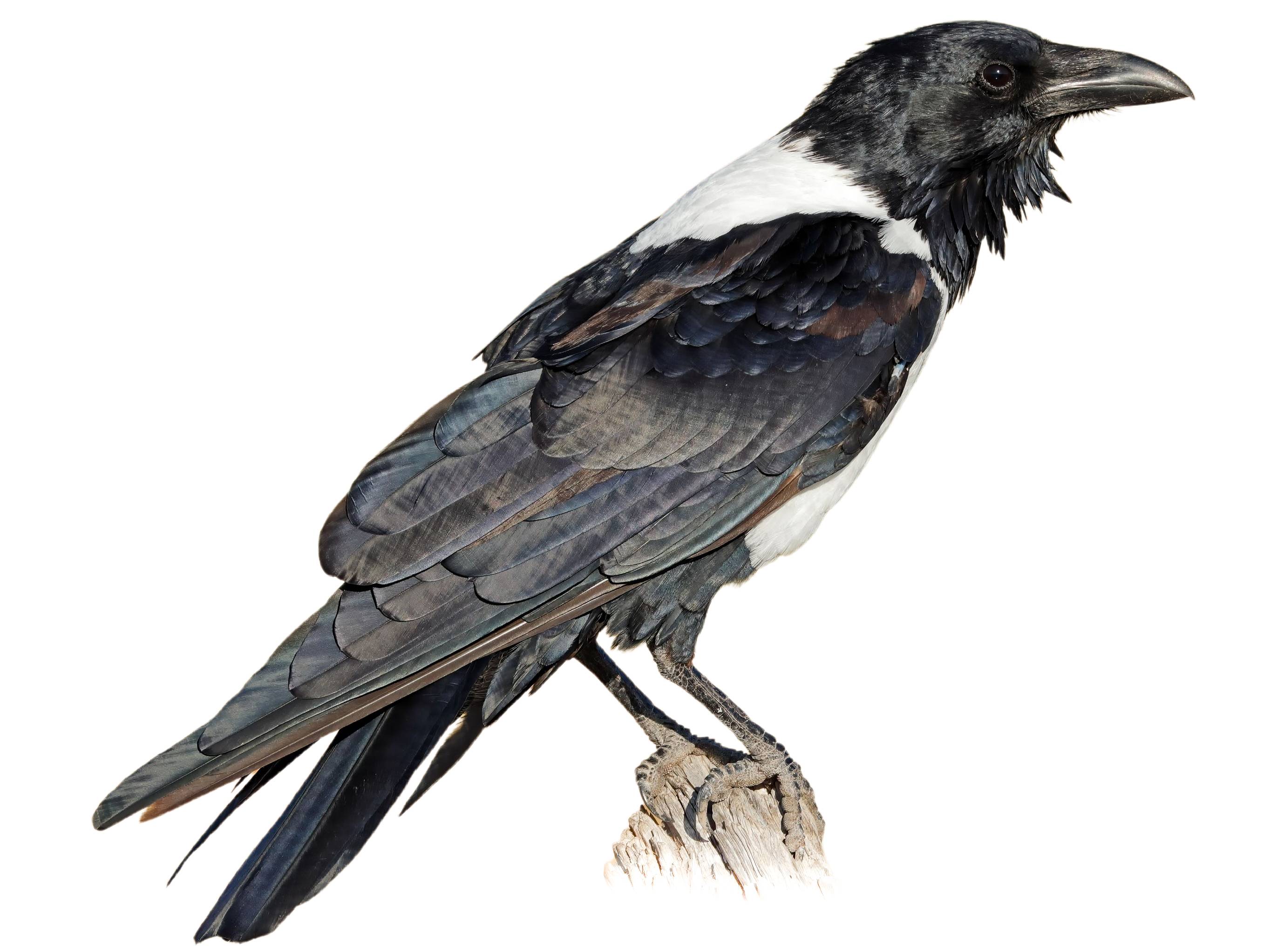 A photo of a Pied Crow (Corvus albus)