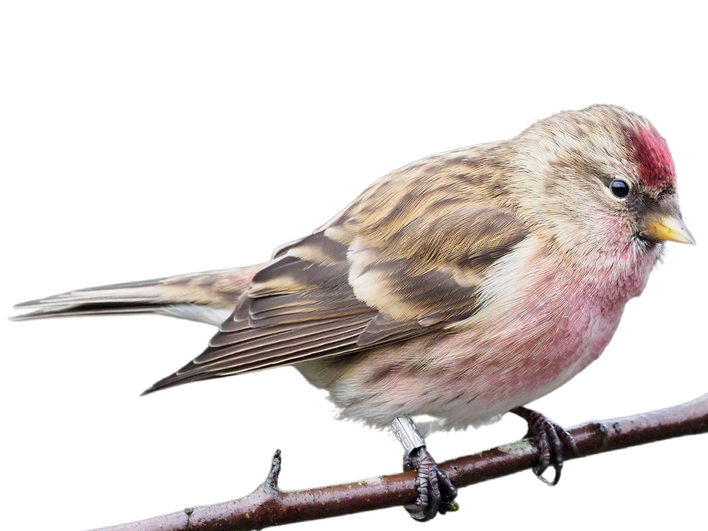 A photo of a Lesser Redpoll (Acanthis cabaret), male