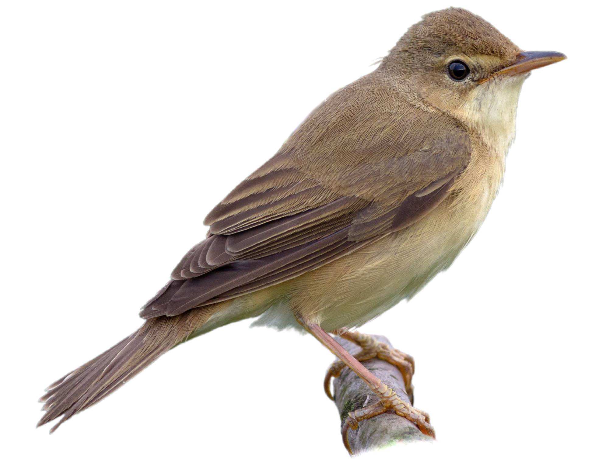 A photo of a Marsh Warbler (Acrocephalus palustris)