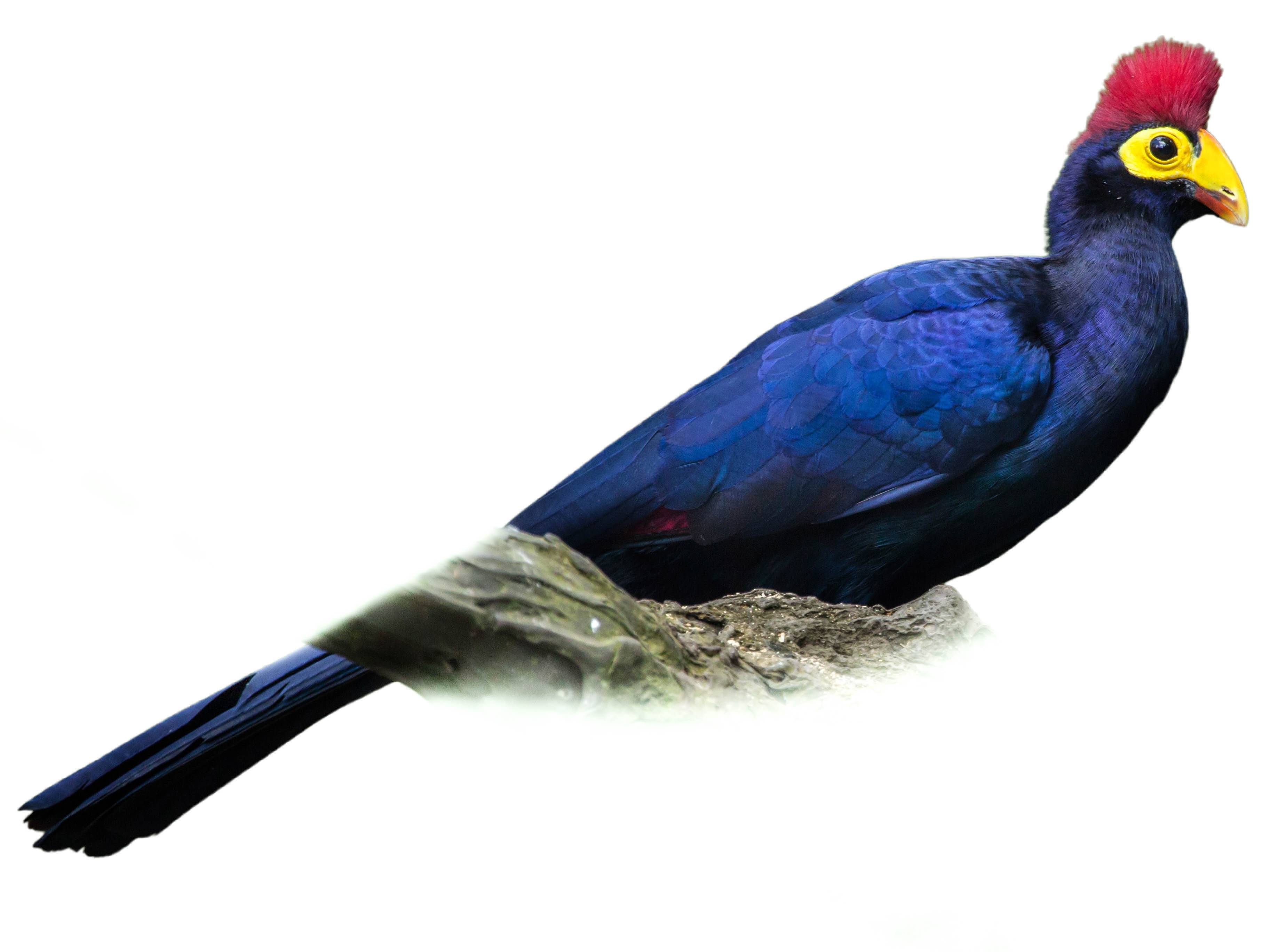 A photo of a Ross's Turaco (Musophaga rossae)