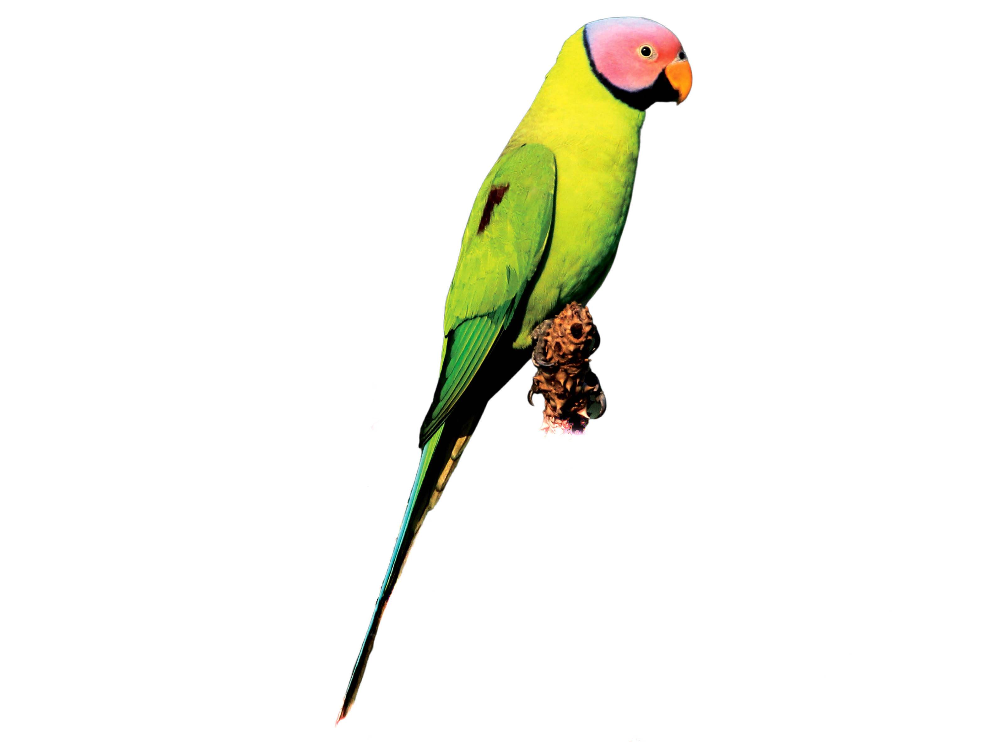 A photo of a Blossom-headed Parakeet (Psittacula roseata), male