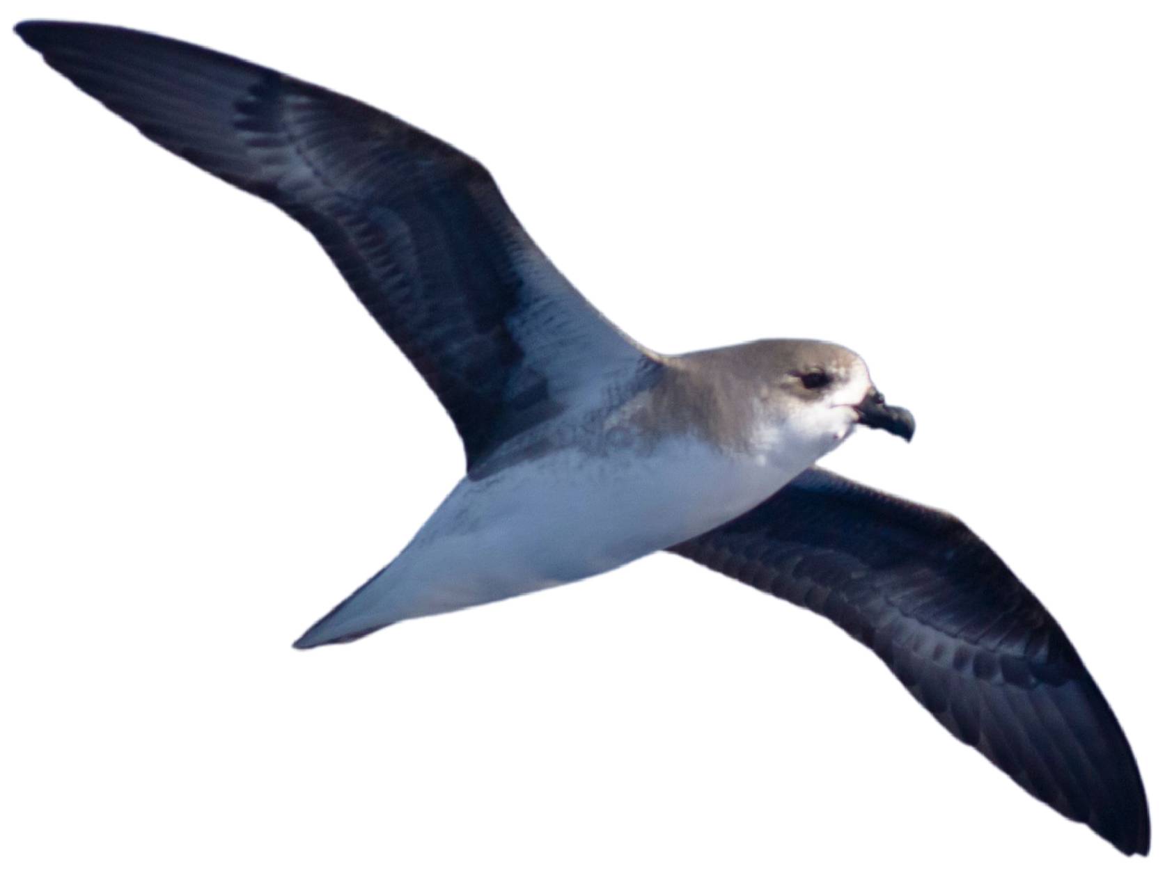 A photo of a Fea's Petrel (Pterodroma feae)