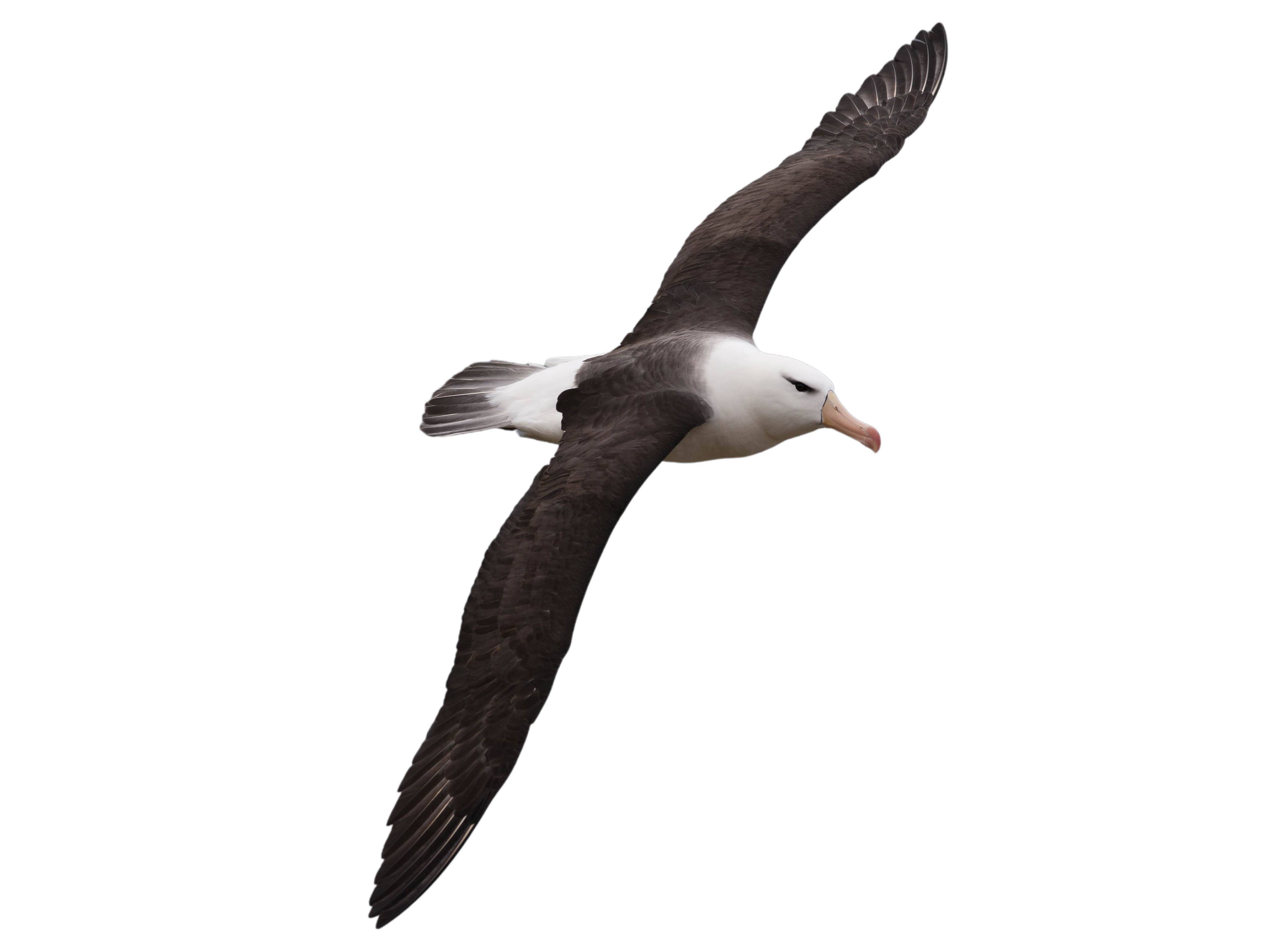 A photo of a Black-browed Albatross (Thalassarche melanophris)