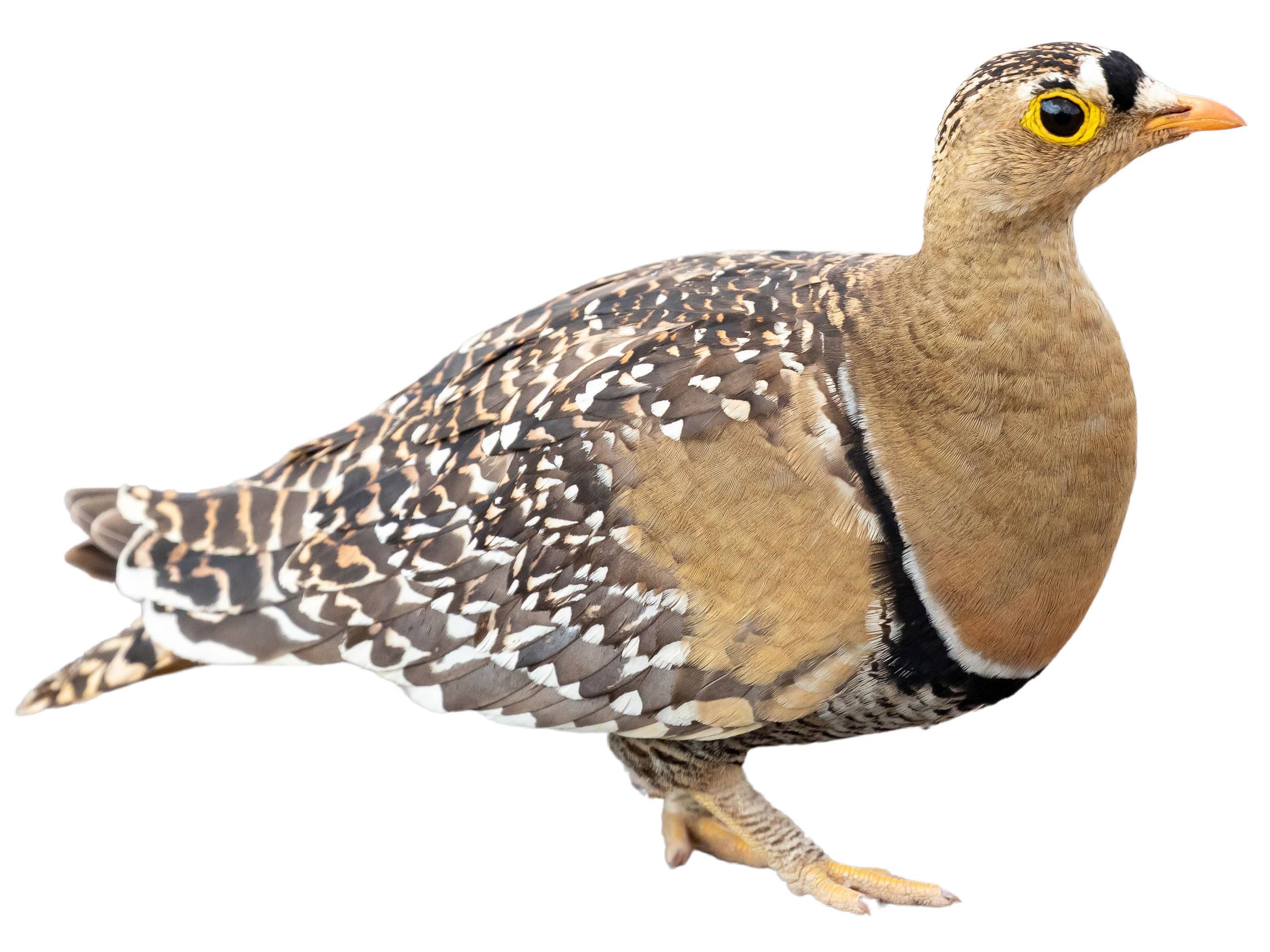 A photo of a Double-banded Sandgrouse (Pterocles bicinctus), male
