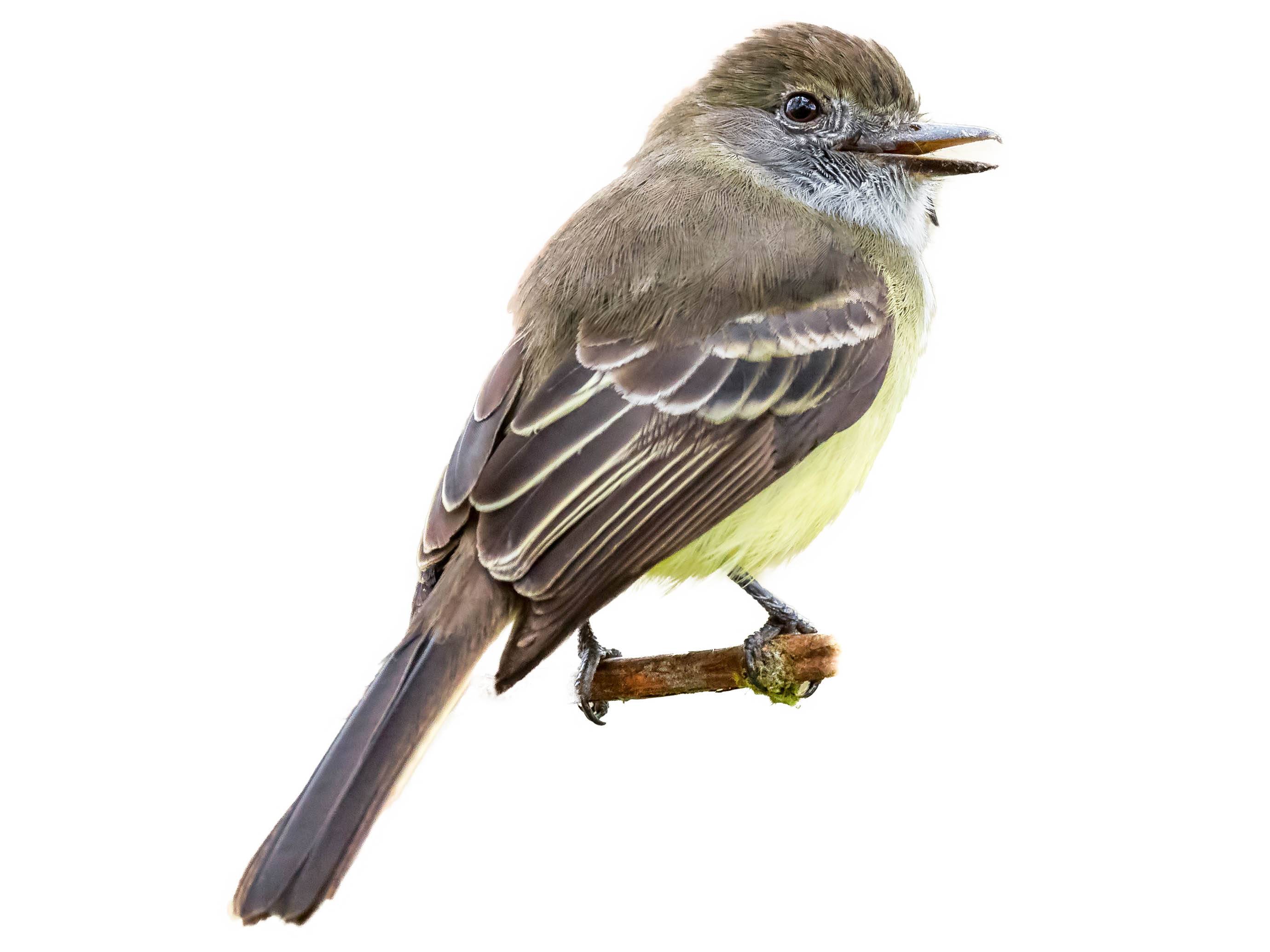 A photo of a Pale-edged Flycatcher (Myiarchus cephalotes)