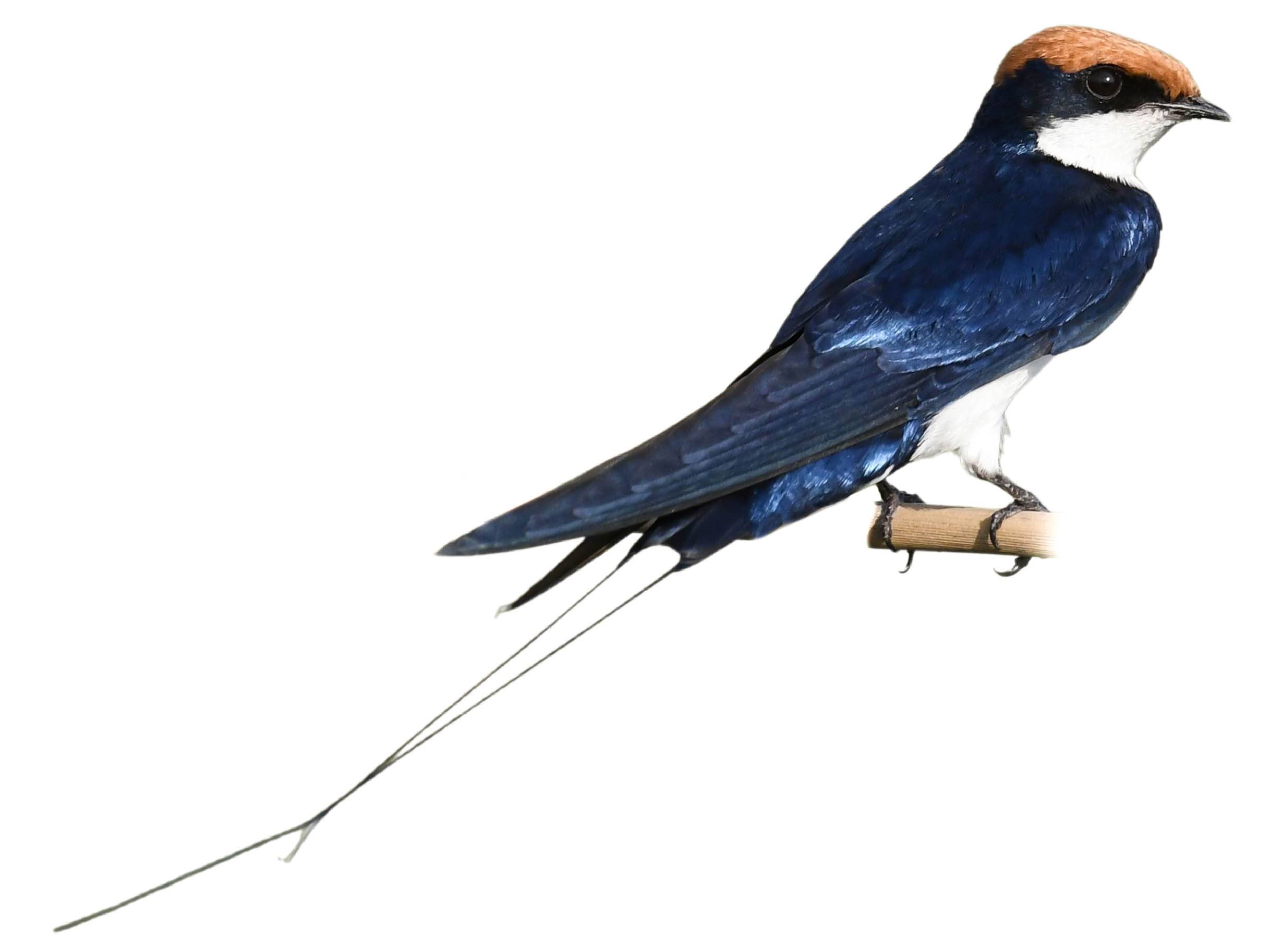 A photo of a Wire-tailed Swallow (Hirundo smithii)