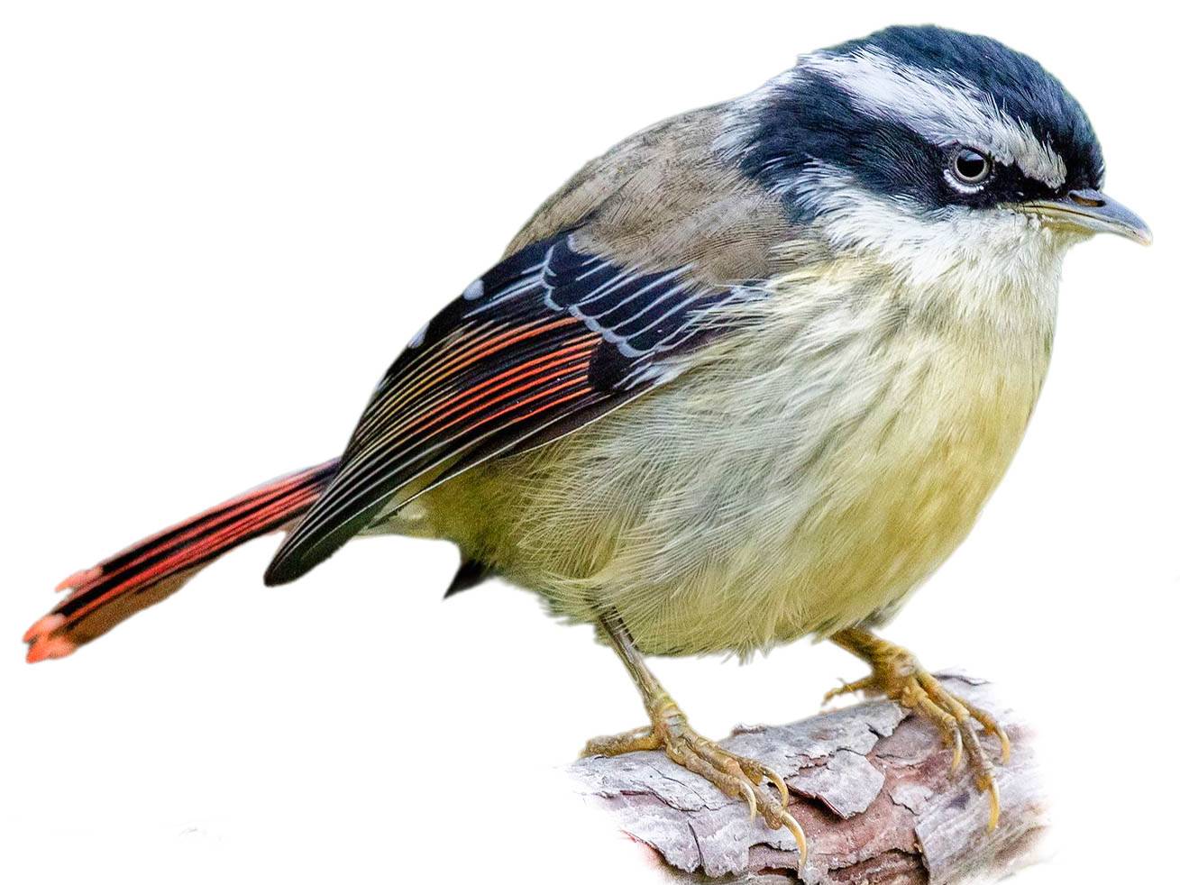 A photo of a Red-tailed Minla (Minla ignotincta)