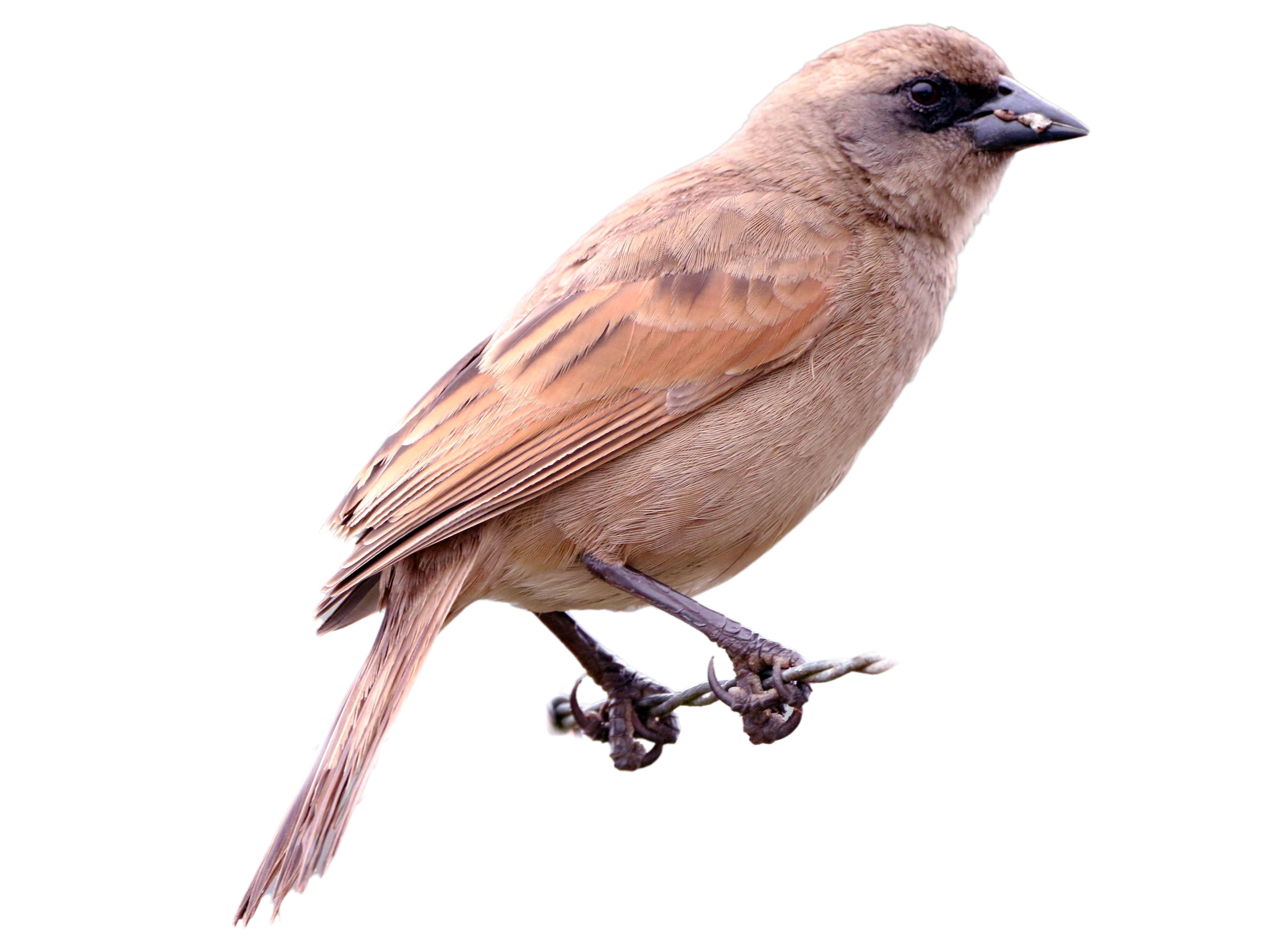 A photo of a Pale Baywing (Agelaioides fringillarius)