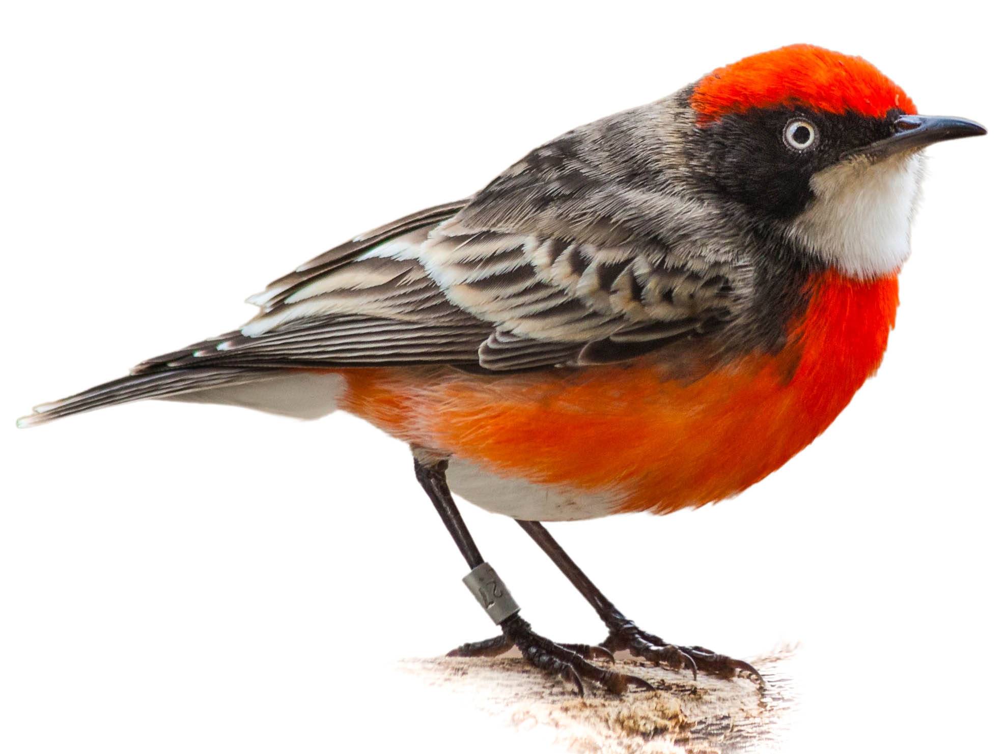 A photo of a Crimson Chat (Epthianura tricolor), male