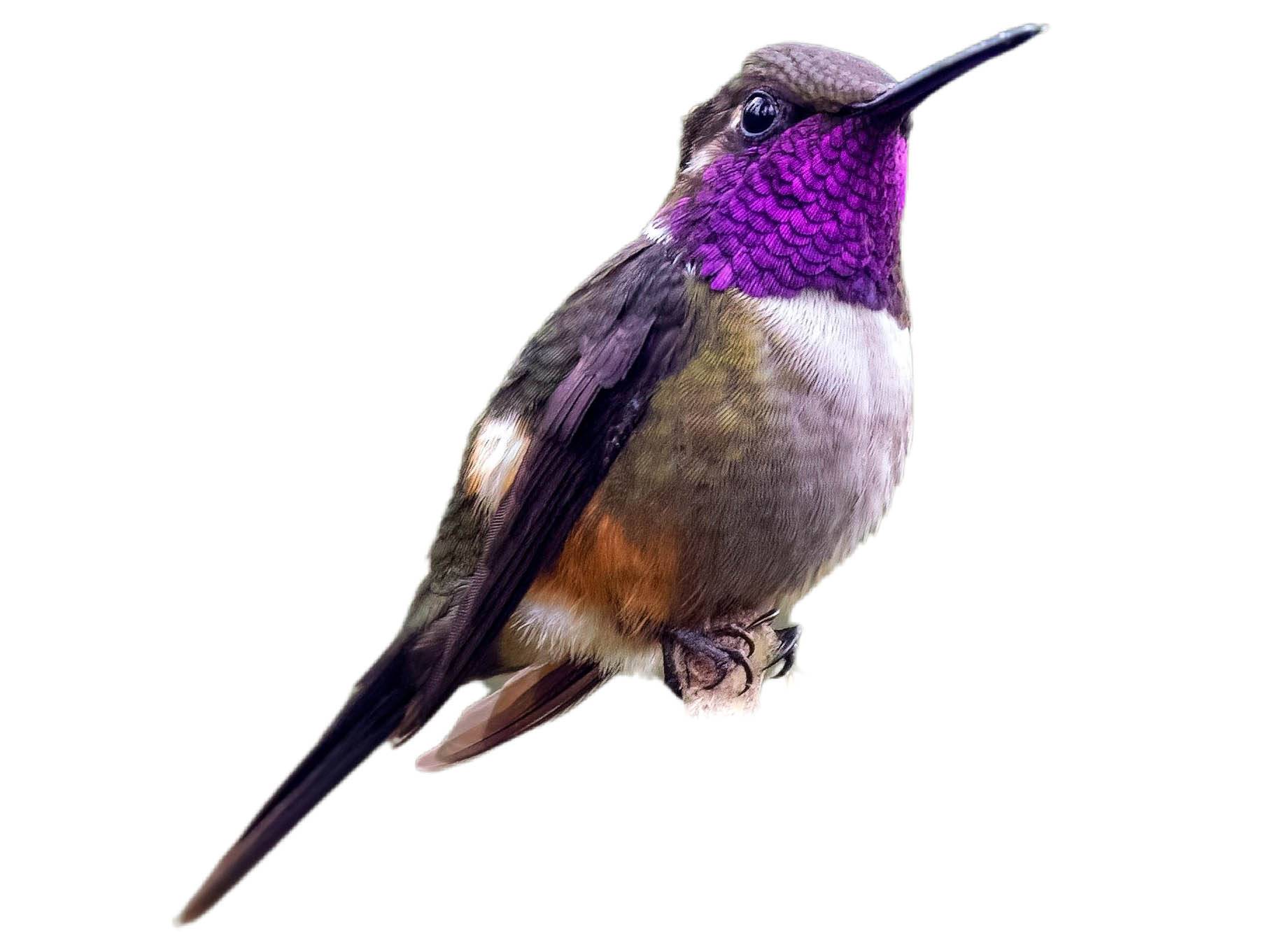 A photo of a Purple-throated Woodstar (Philodice mitchellii), male