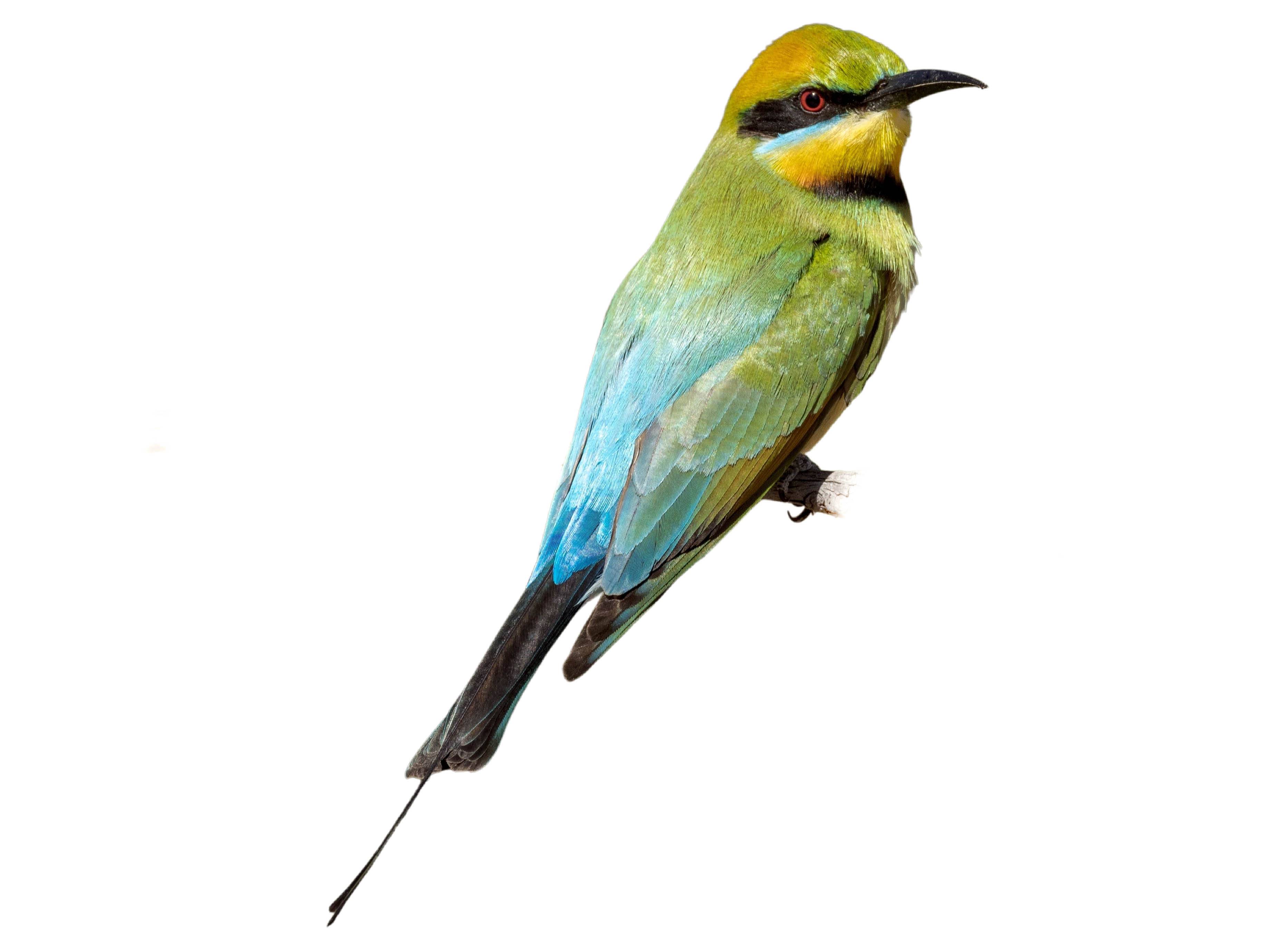 A photo of a Rainbow Bee-eater (Merops ornatus)