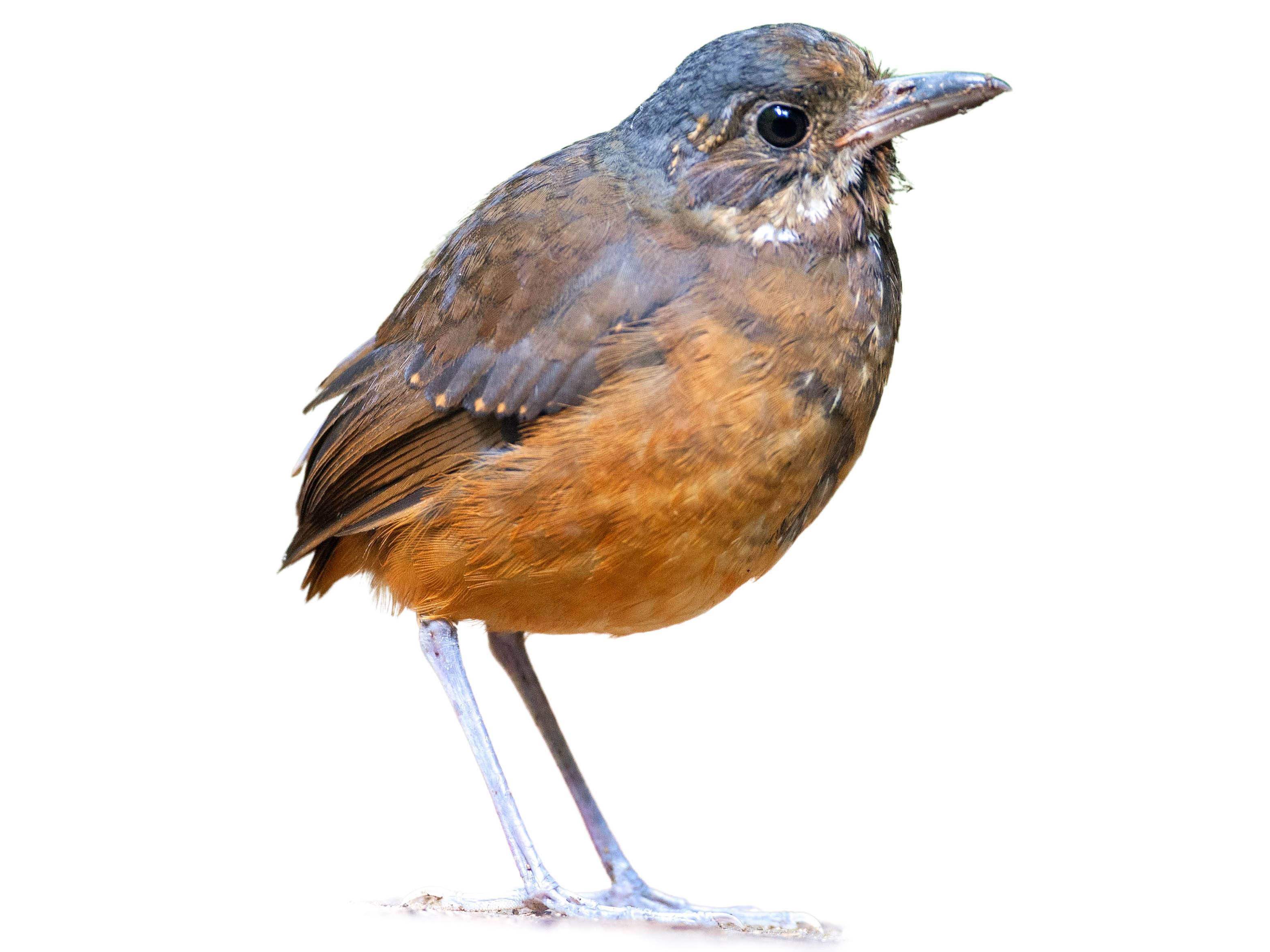 A photo of a Moustached Antpitta (Grallaria alleni)