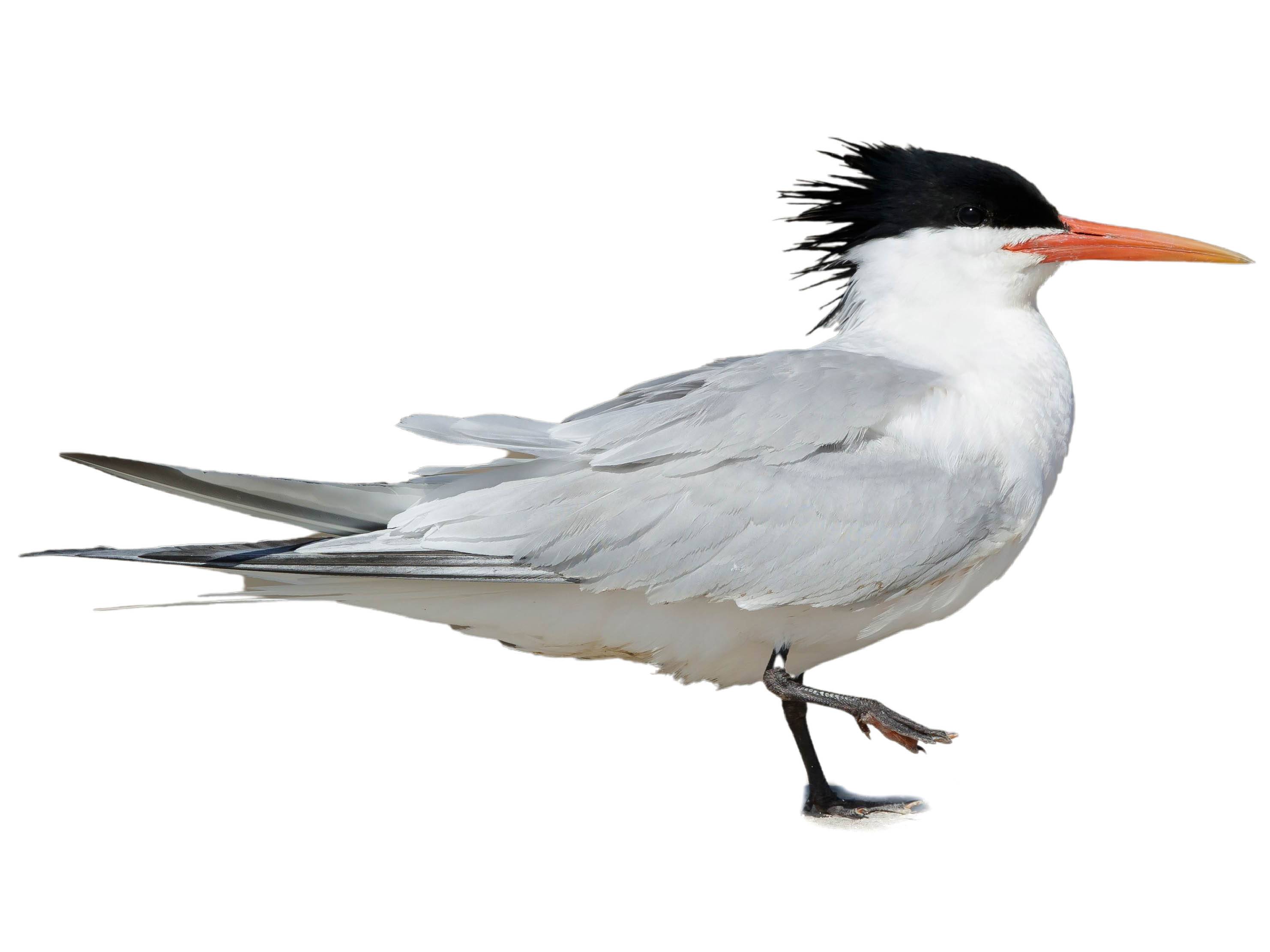 A photo of a Elegant Tern (Thalasseus elegans)