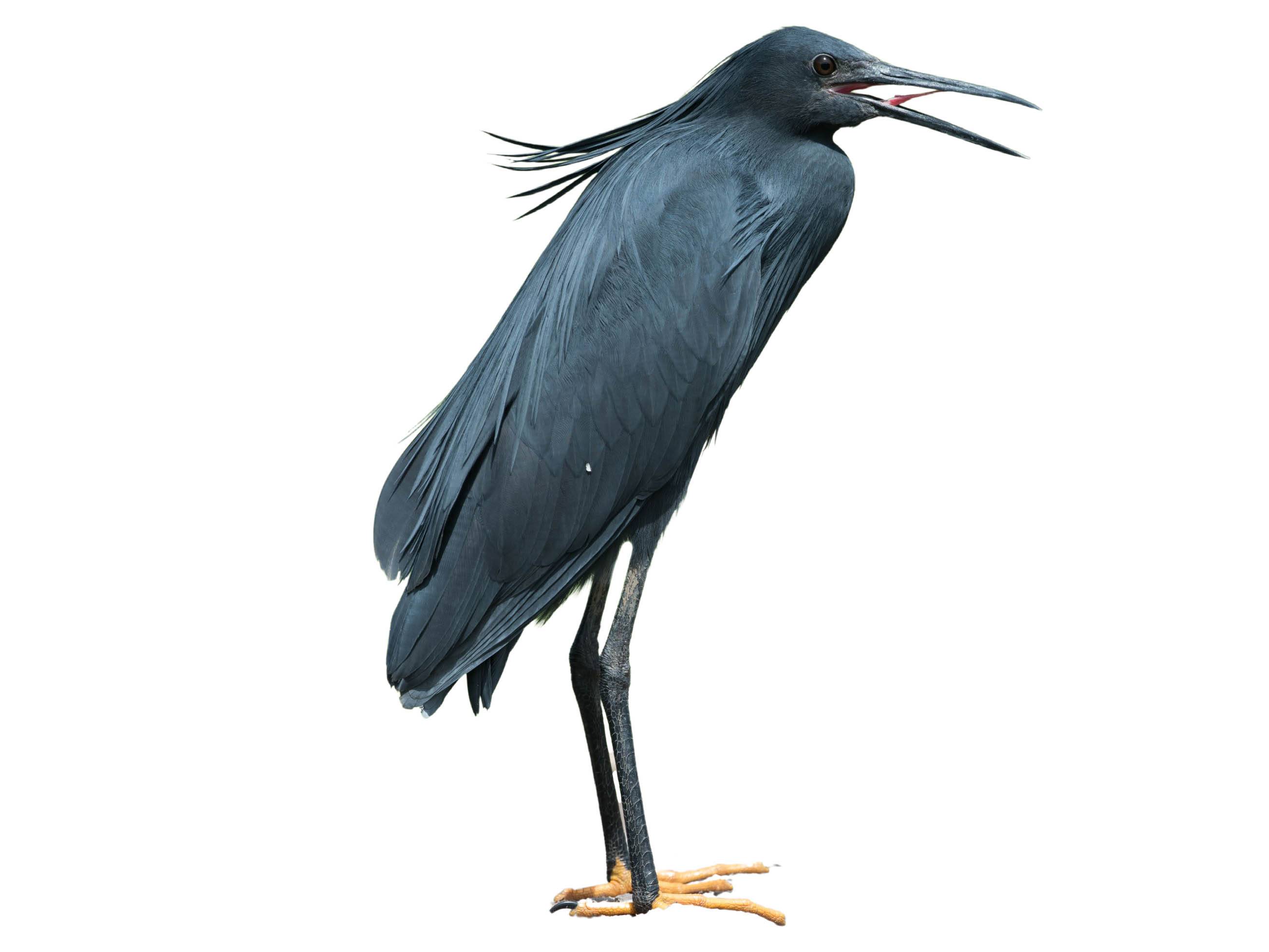 A photo of a Black Heron (Egretta ardesiaca)