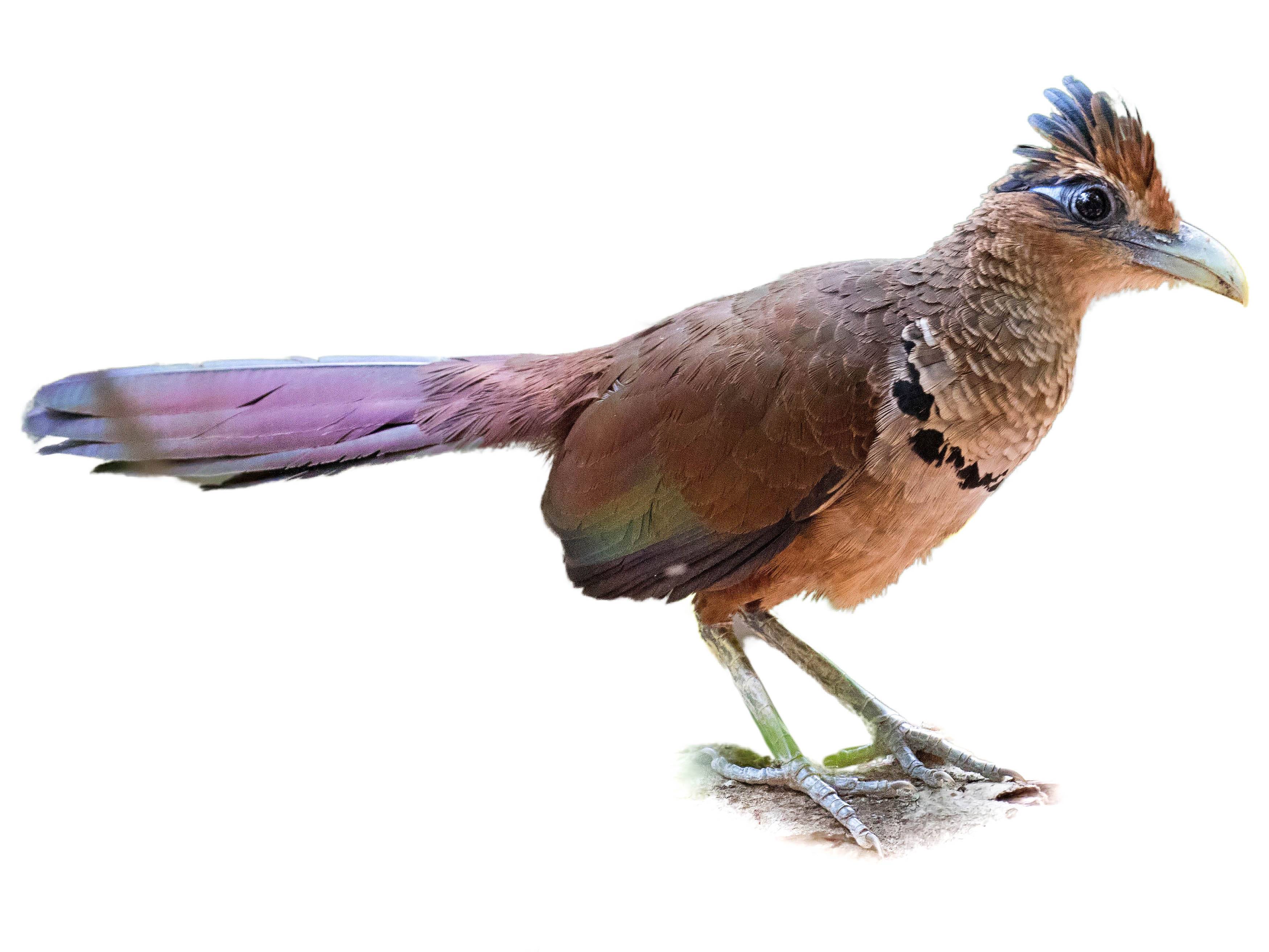 A photo of a Rufous-vented Ground Cuckoo (Neomorphus geoffroyi)