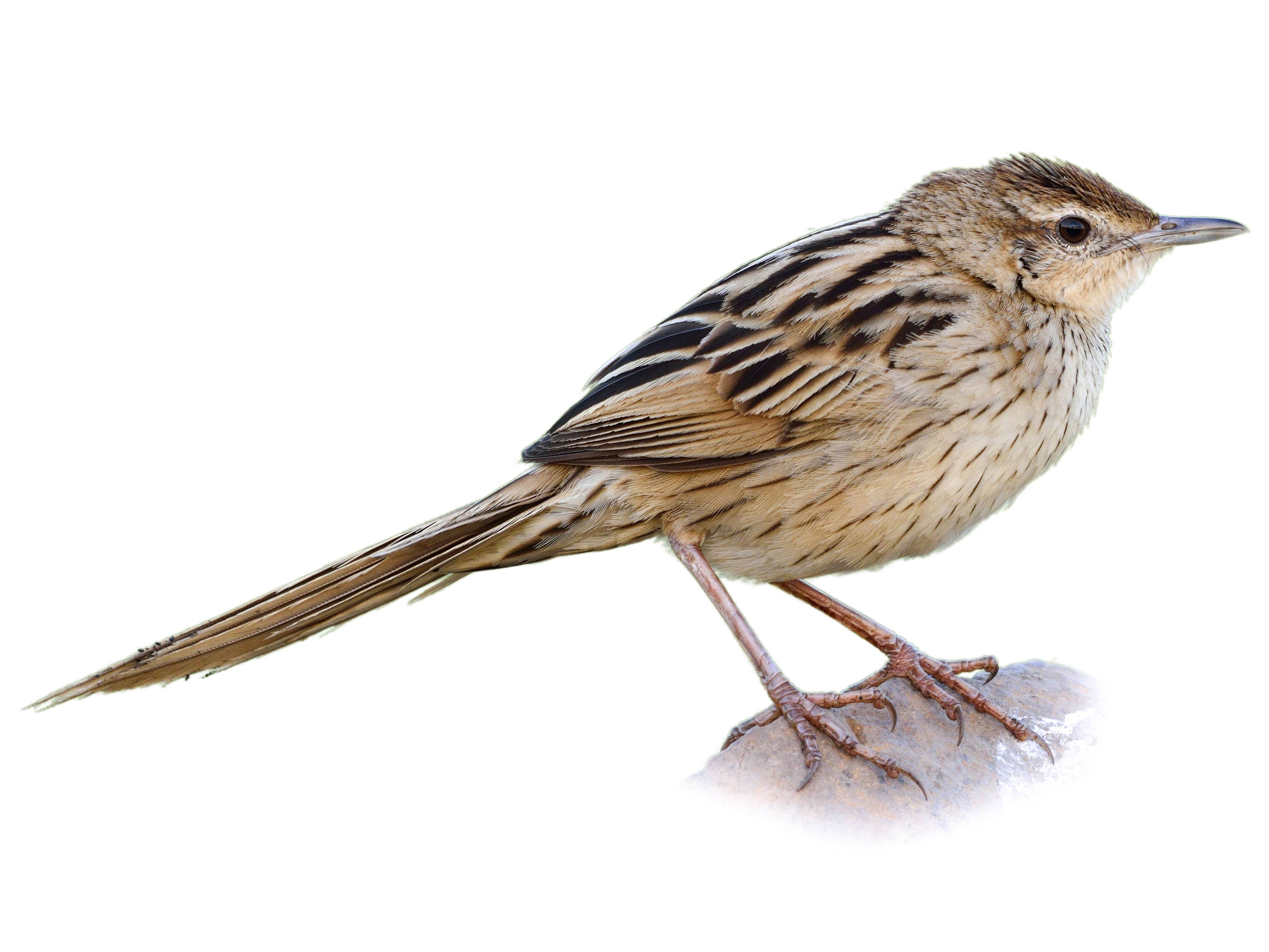 A photo of a Striated Grassbird (Megalurus palustris)