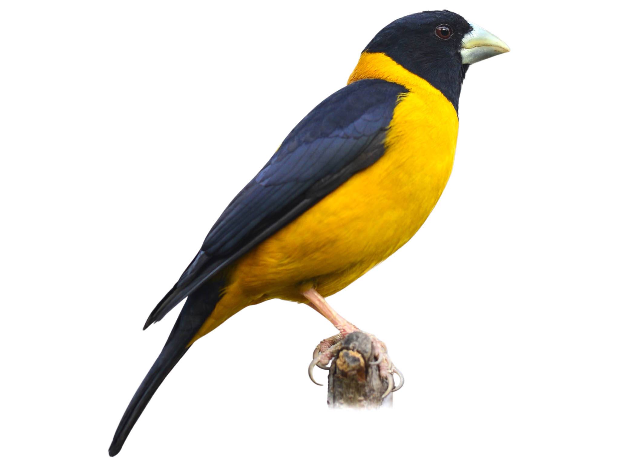 A photo of a Collared Grosbeak (Mycerobas affinis), male