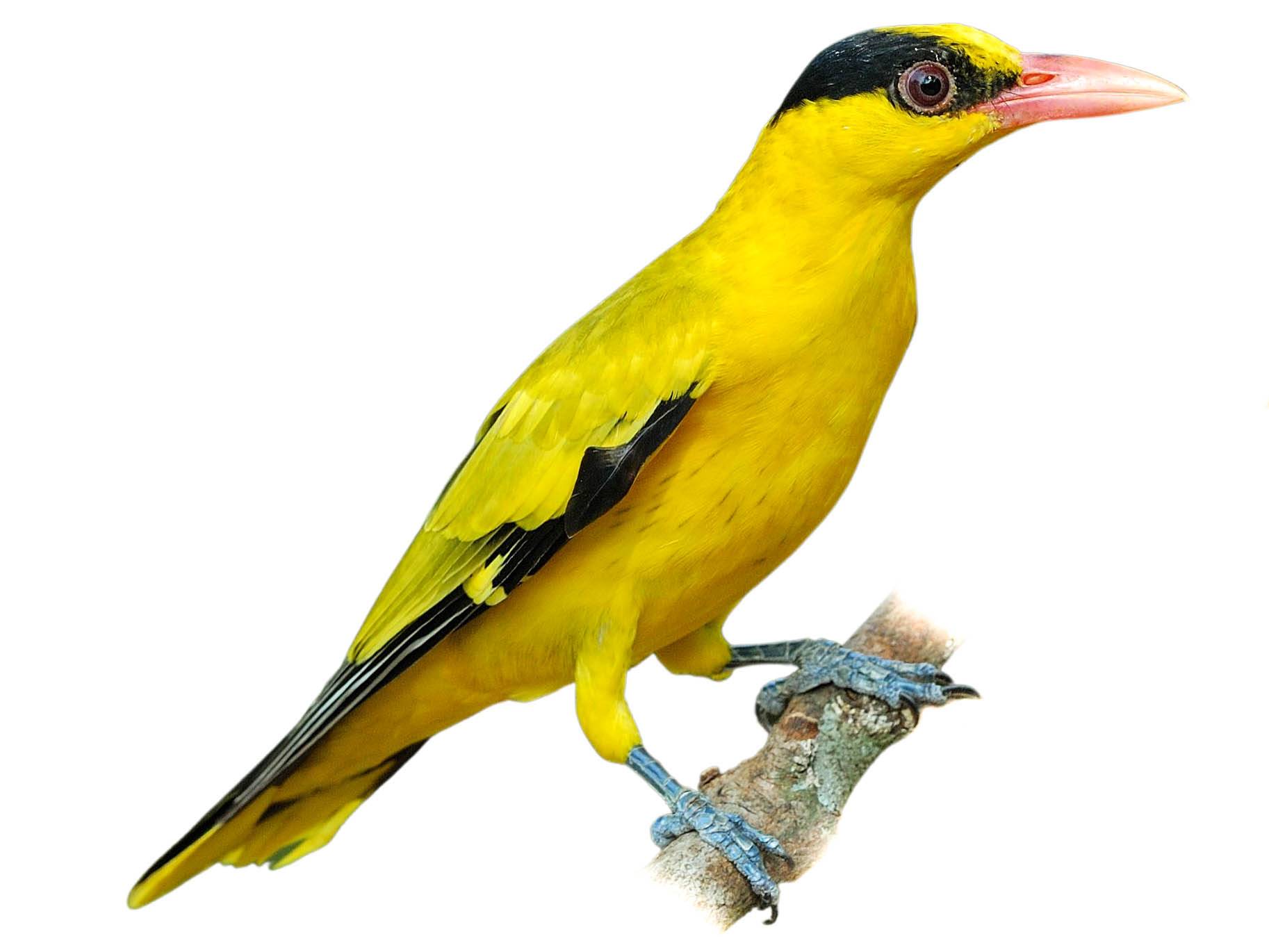 A photo of a Black-naped Oriole (Oriolus chinensis), male