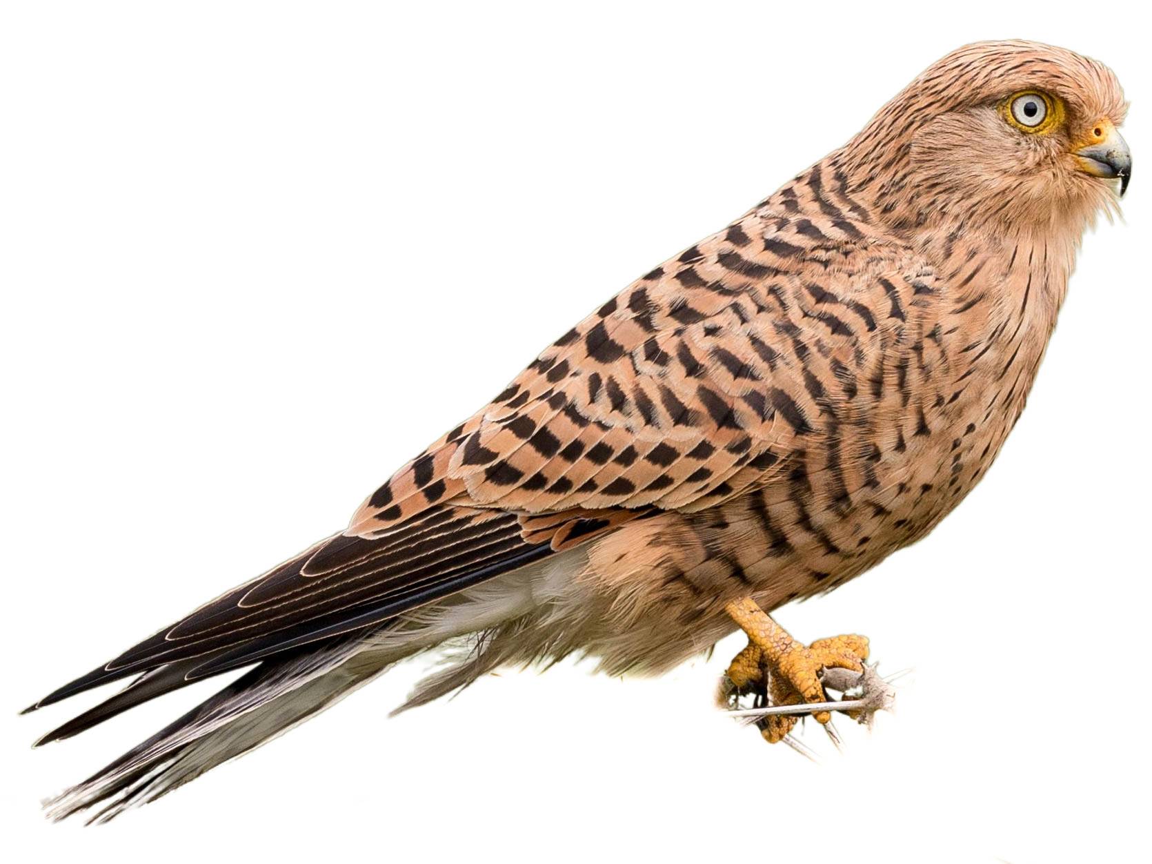 A photo of a Greater Kestrel (Falco rupicoloides)