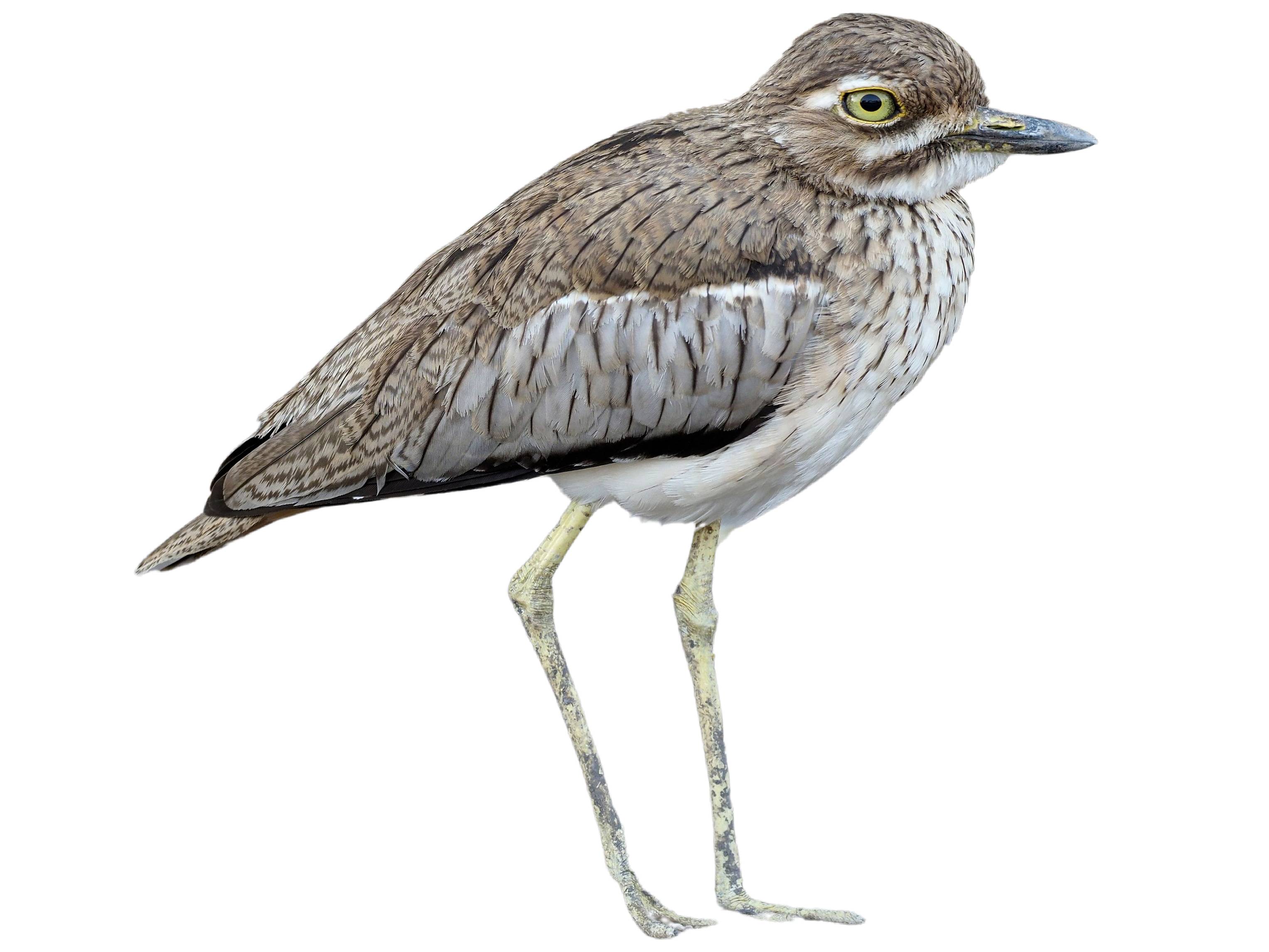 A photo of a Water Thick-knee (Burhinus vermiculatus)