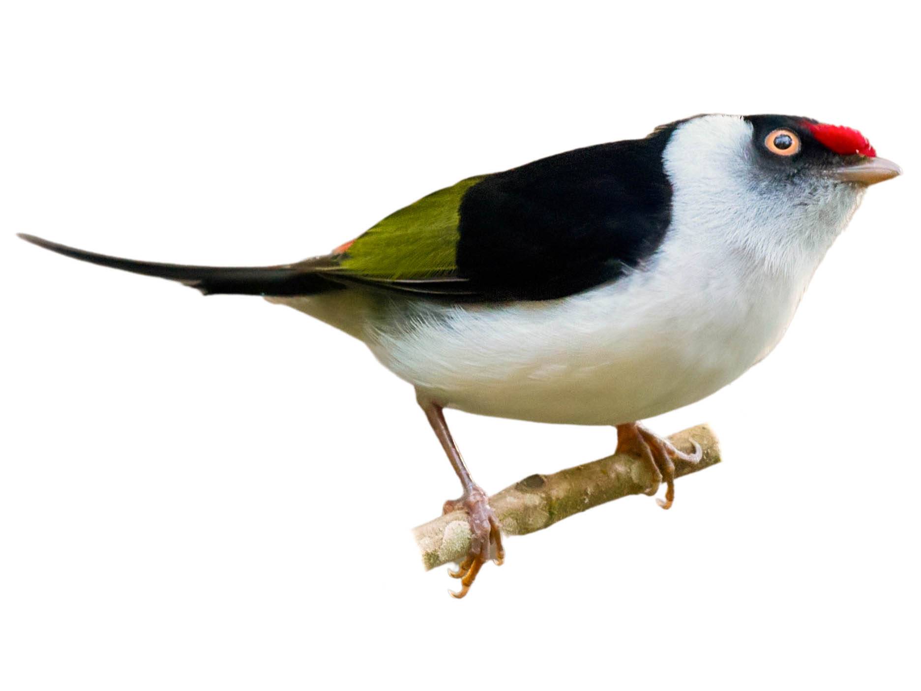 A photo of a Pin-tailed Manakin (Ilicura militaris), male