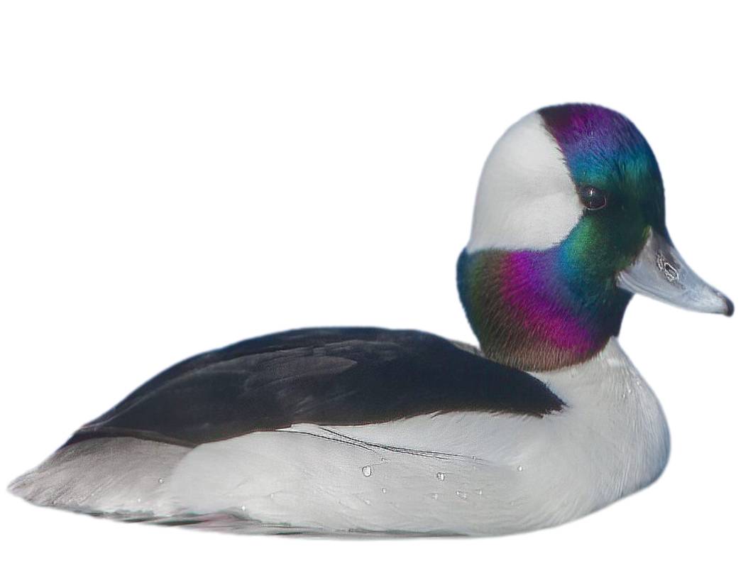 A photo of a Bufflehead (Bucephala albeola), male