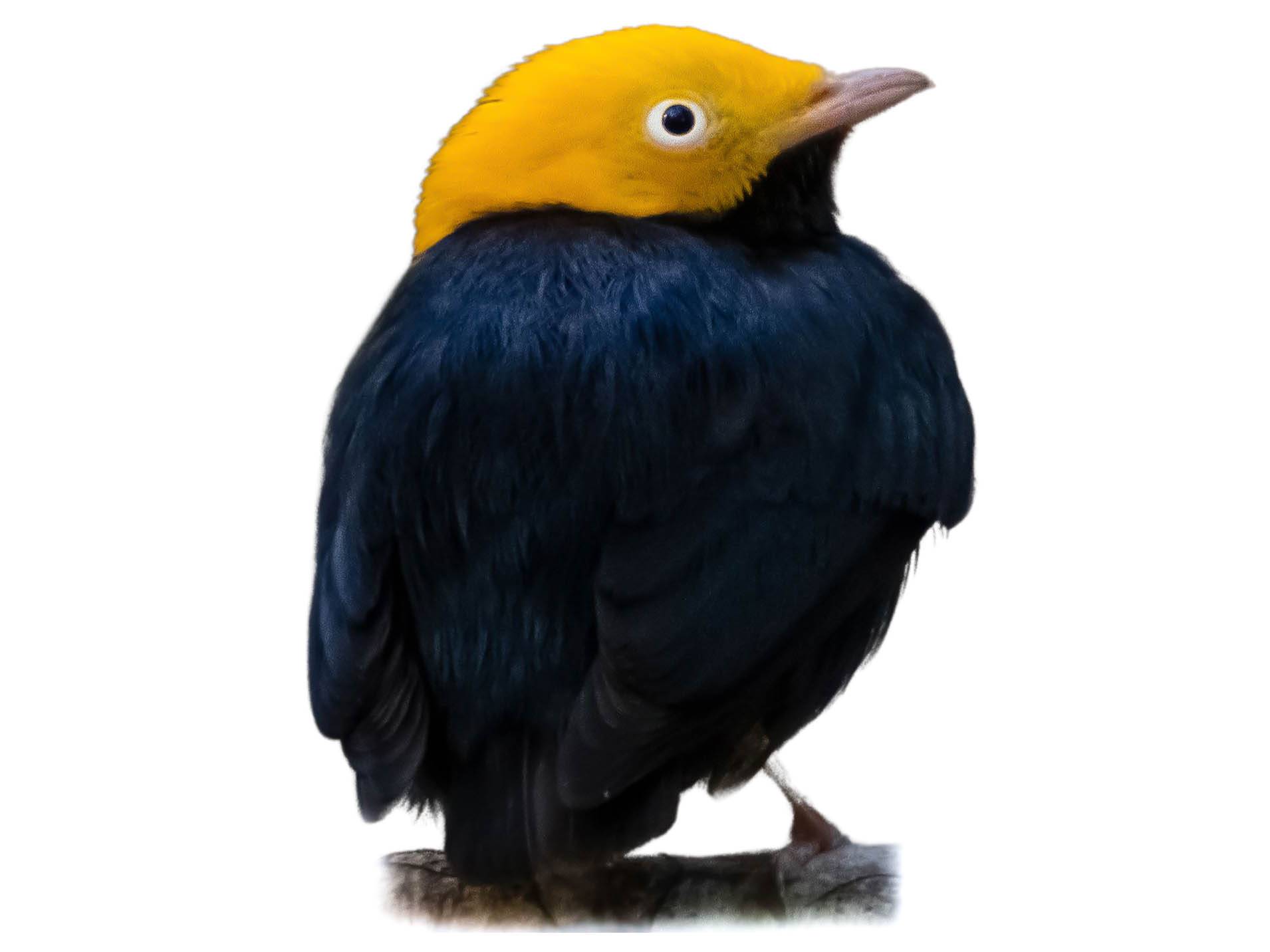 A photo of a Golden-headed Manakin (Ceratopipra erythrocephala), male