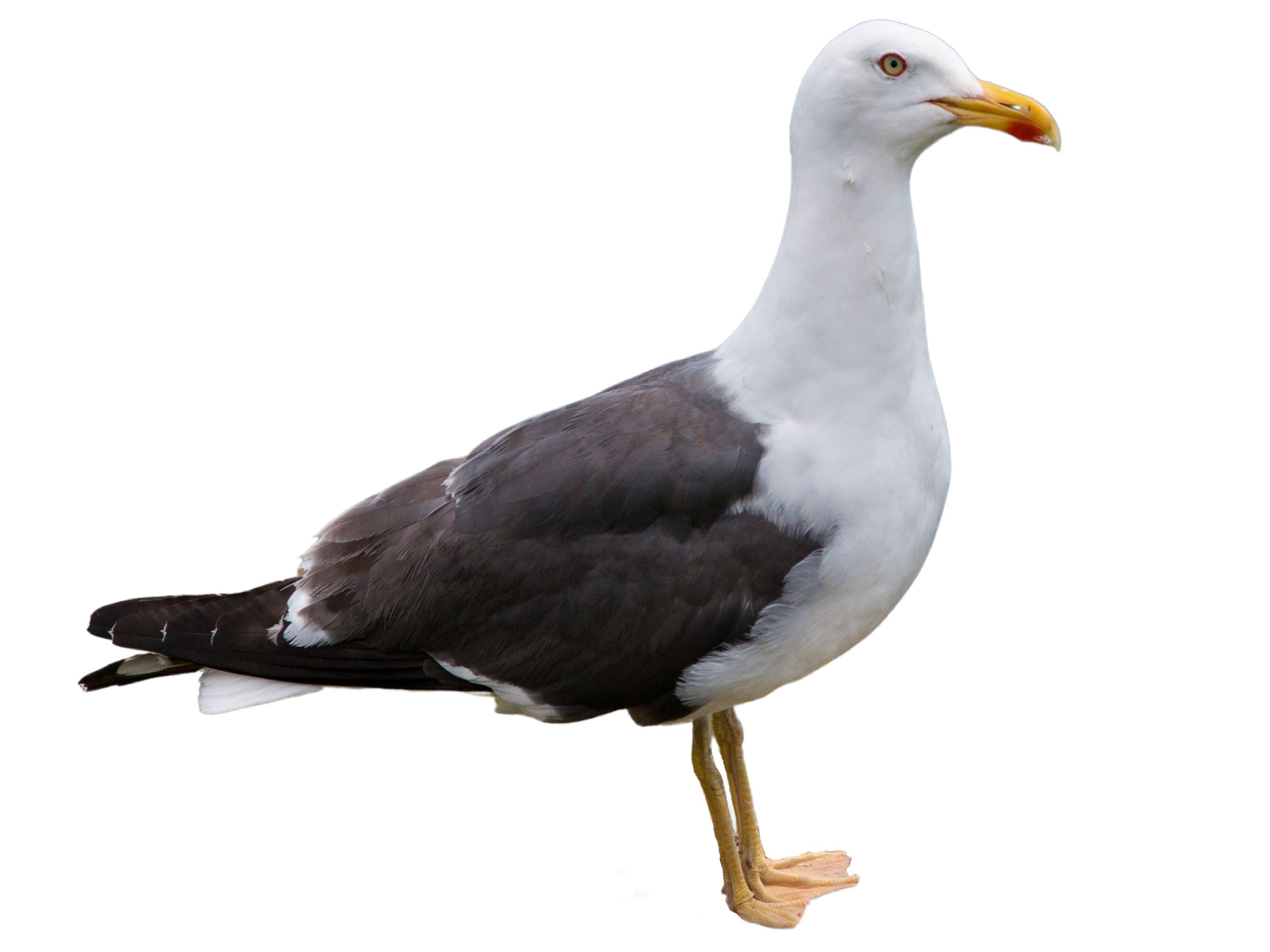 A photo of a Lesser Black-backed Gull (Larus fuscus)