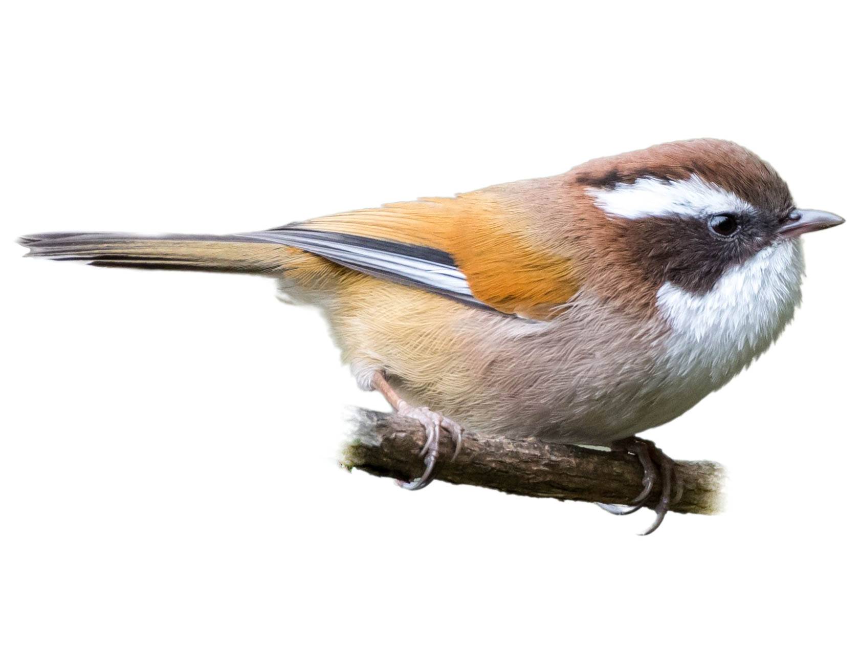 A photo of a White-browed Fulvetta (Fulvetta vinipectus)