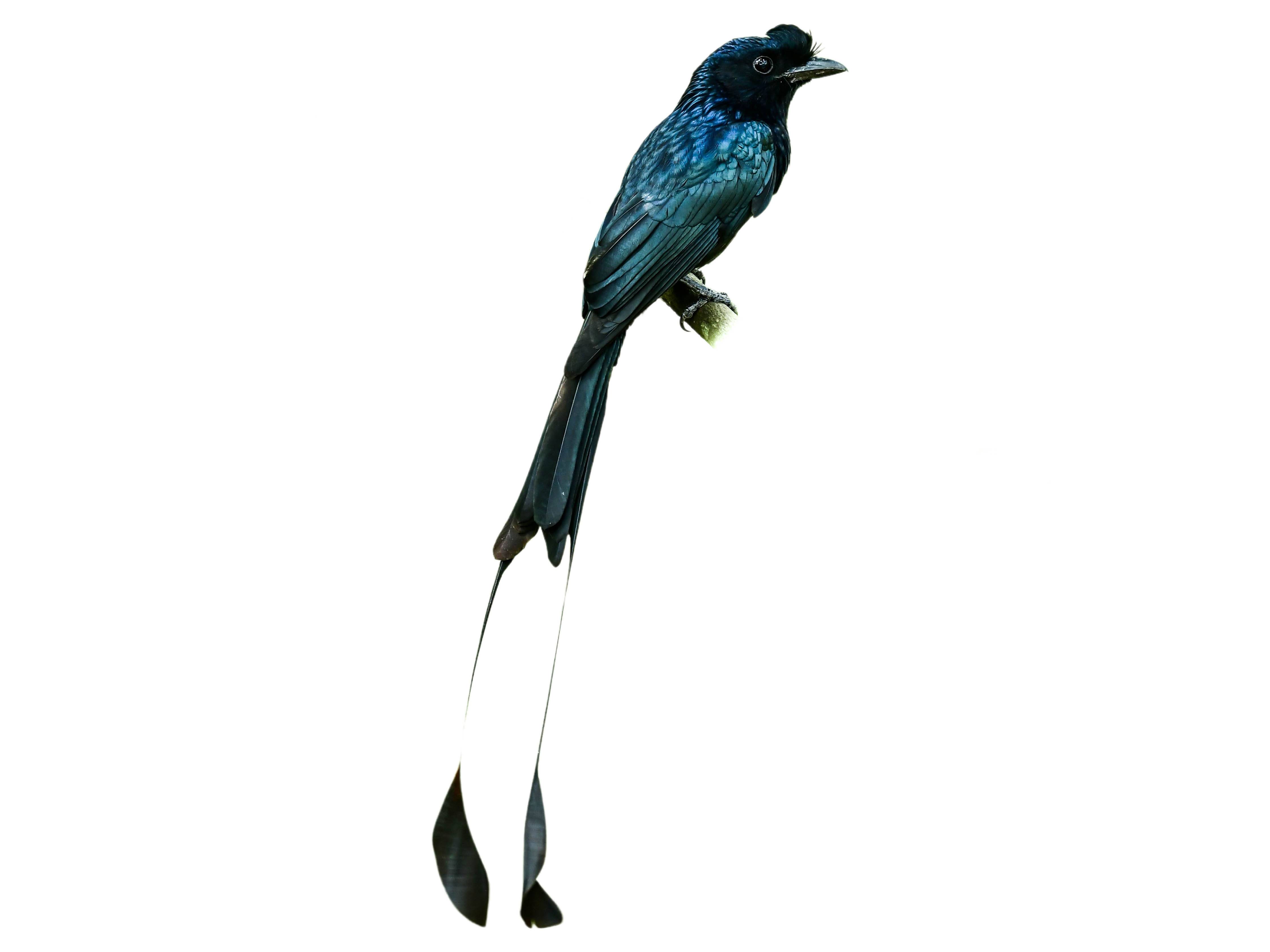 A photo of a Greater Racket-tailed Drongo (Dicrurus paradiseus)