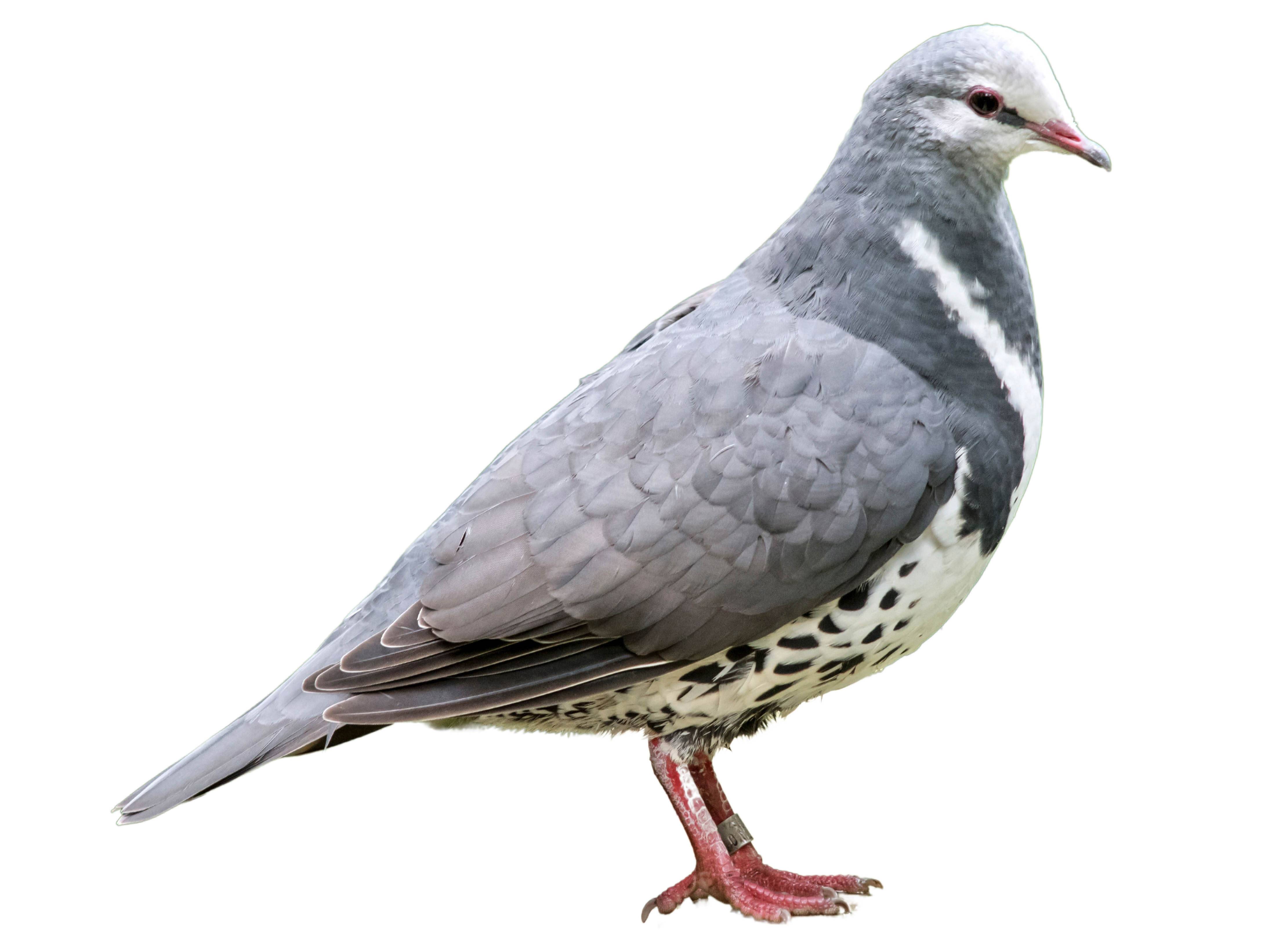 A photo of a Wonga Pigeon (Leucosarcia melanoleuca)