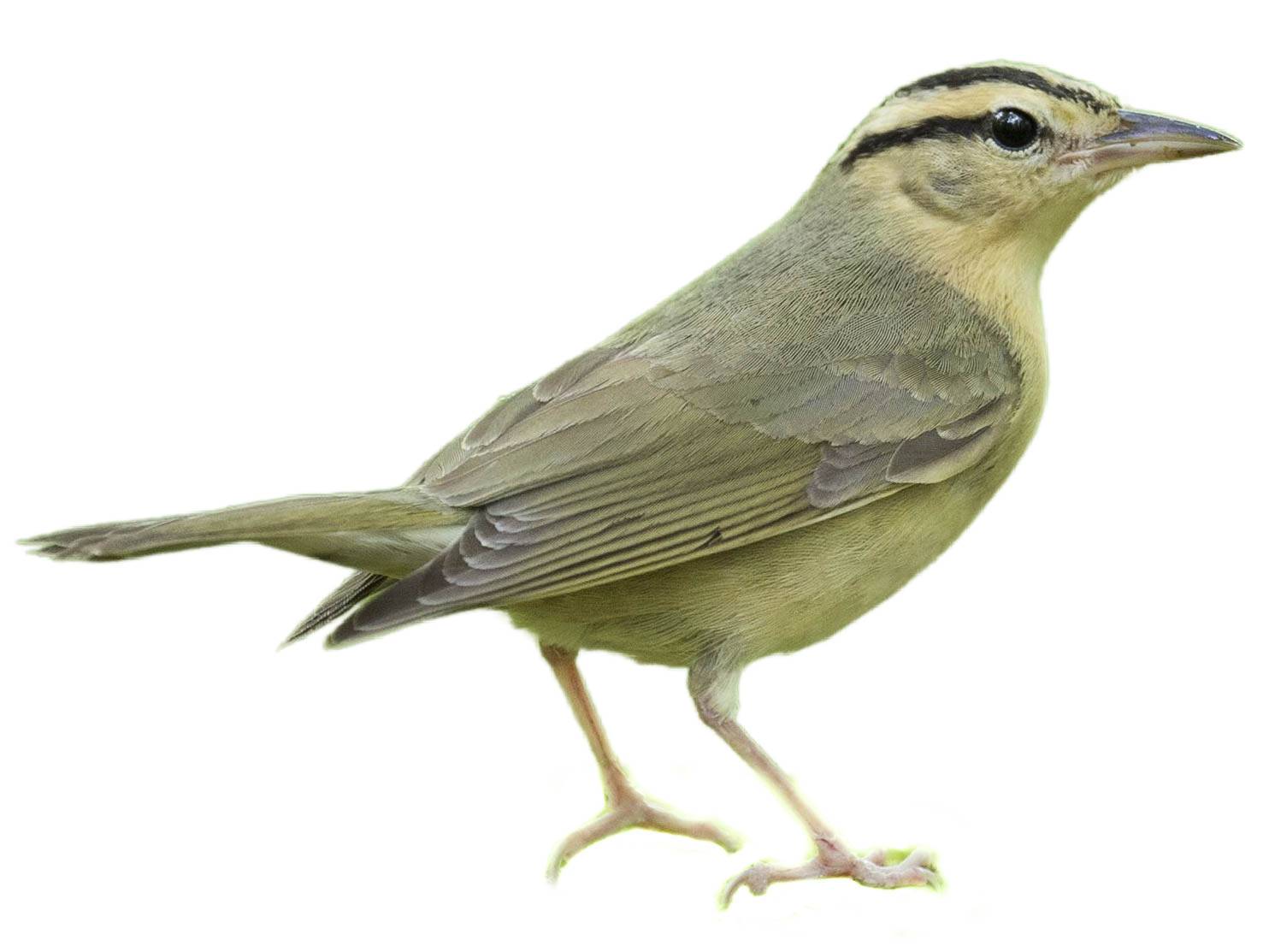 A photo of a Worm-eating Warbler (Helmitheros vermivorum)