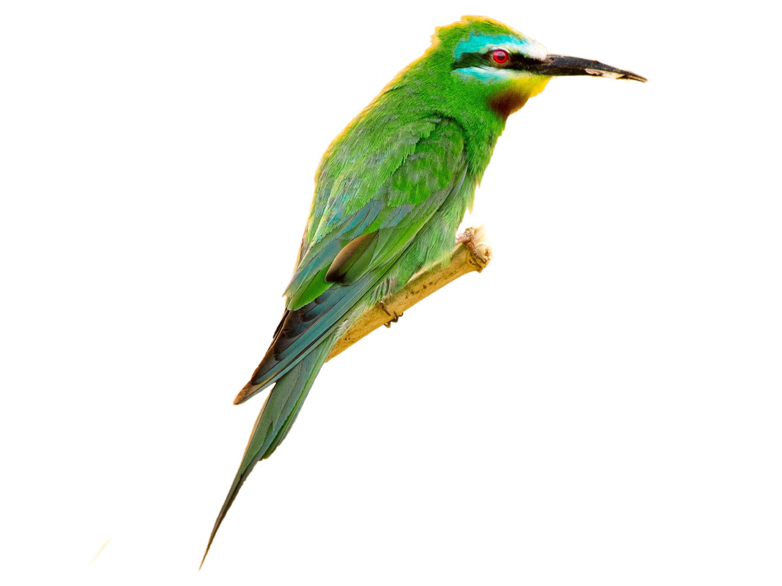 A photo of a Blue-cheeked Bee-eater (Merops persicus)