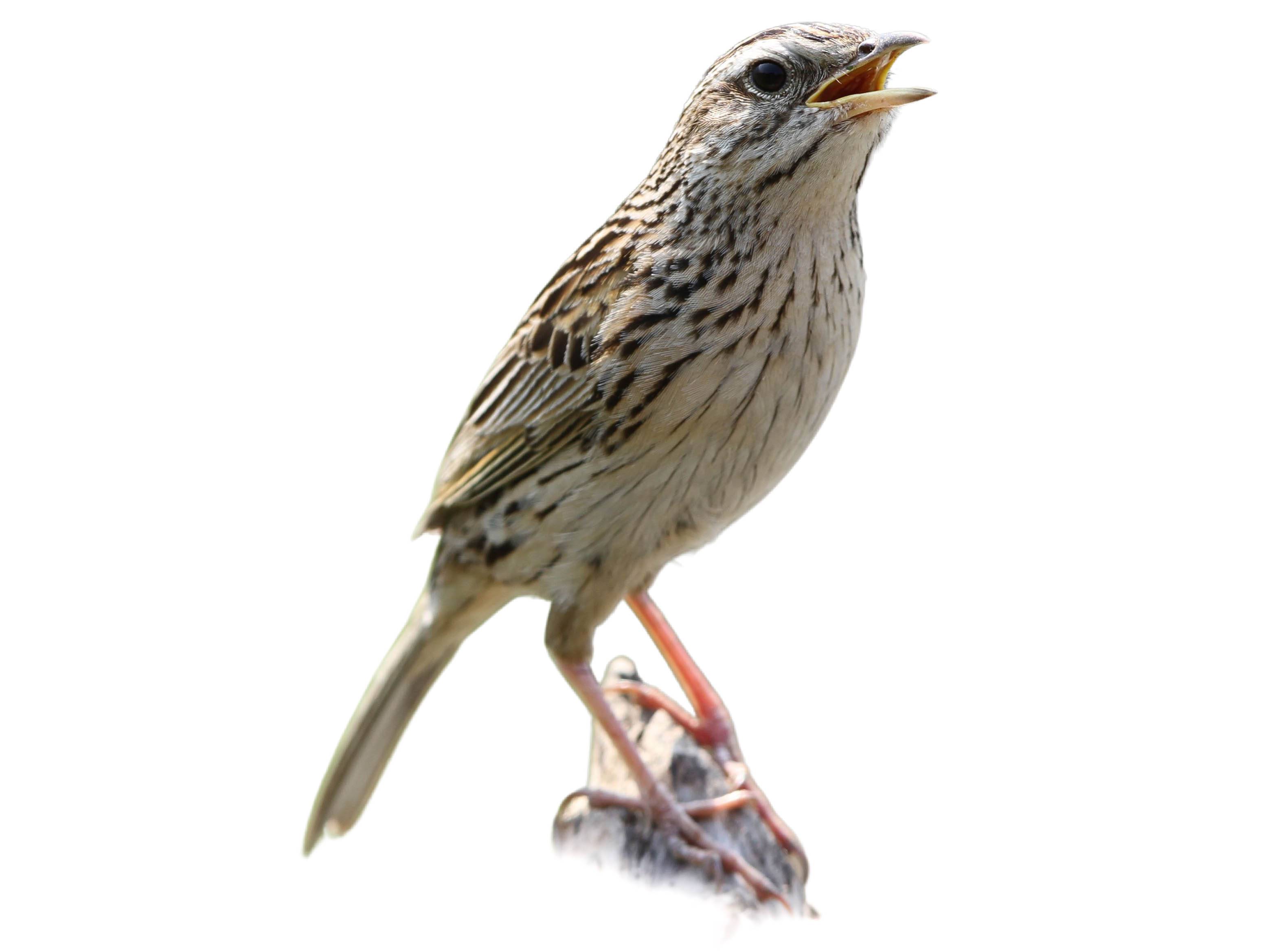 A photo of a Upland Pipit (Anthus sylvanus)