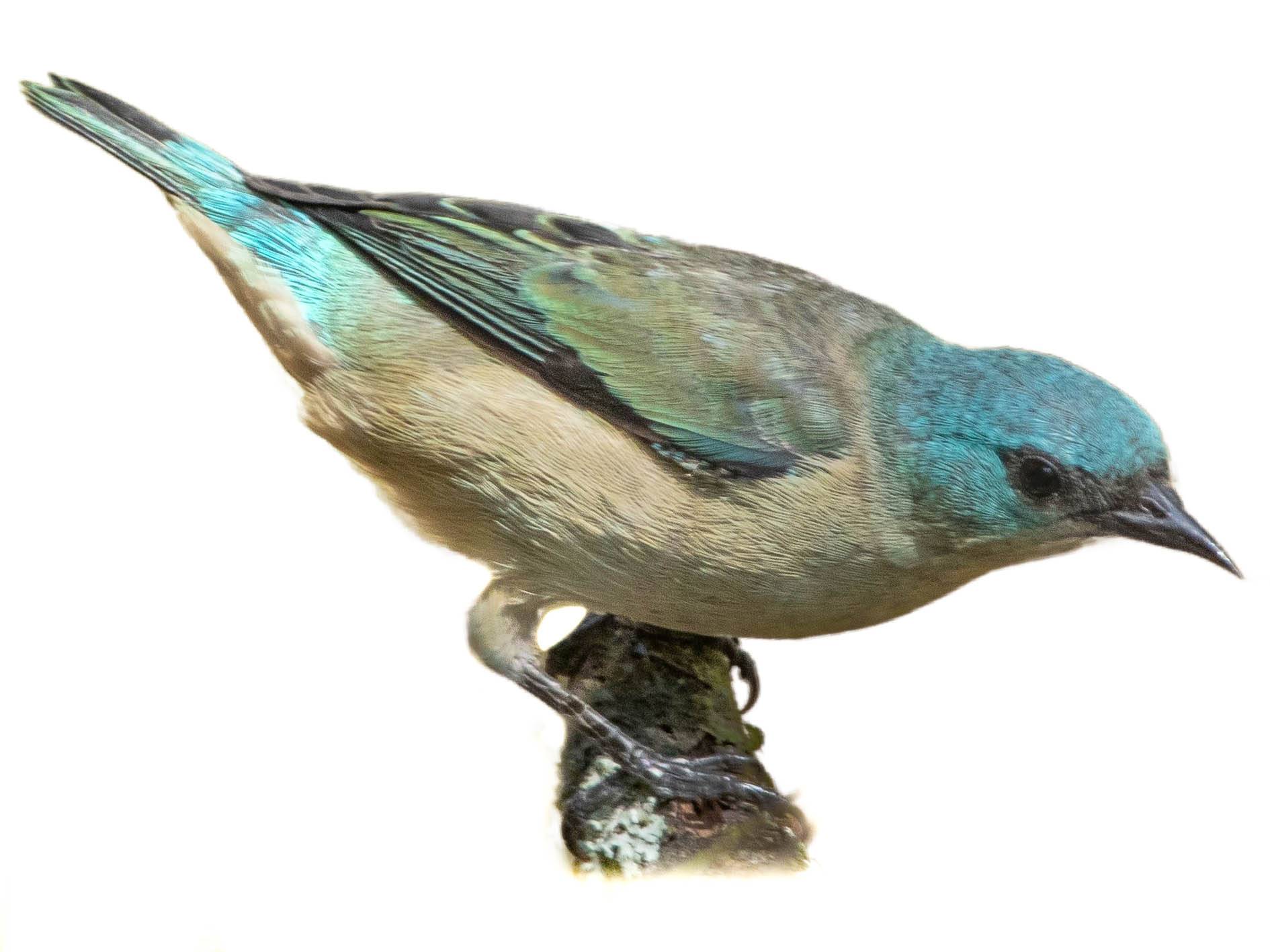 A photo of a Black-legged Dacnis (Dacnis nigripes), female