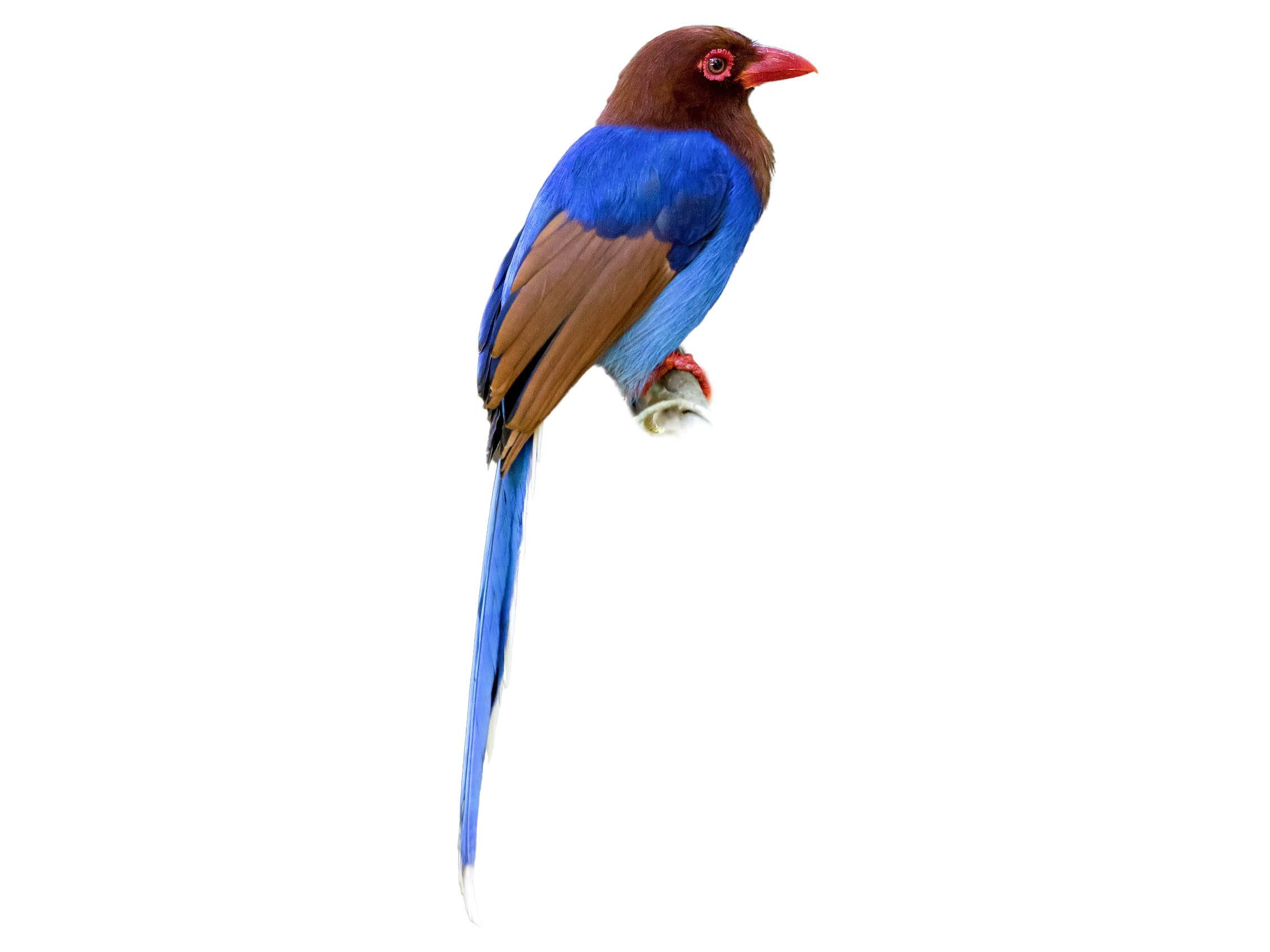 A photo of a Sri Lanka Blue Magpie (Urocissa ornata)